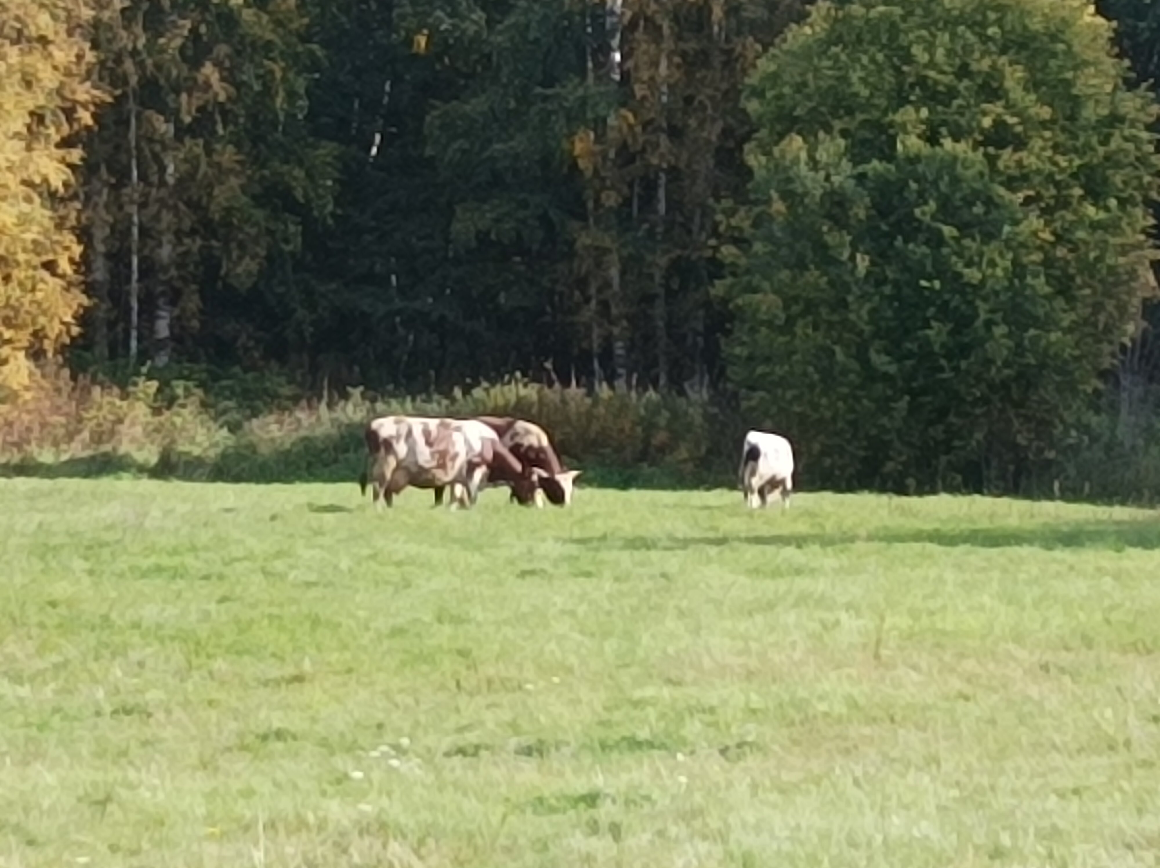 Фото Сеновал