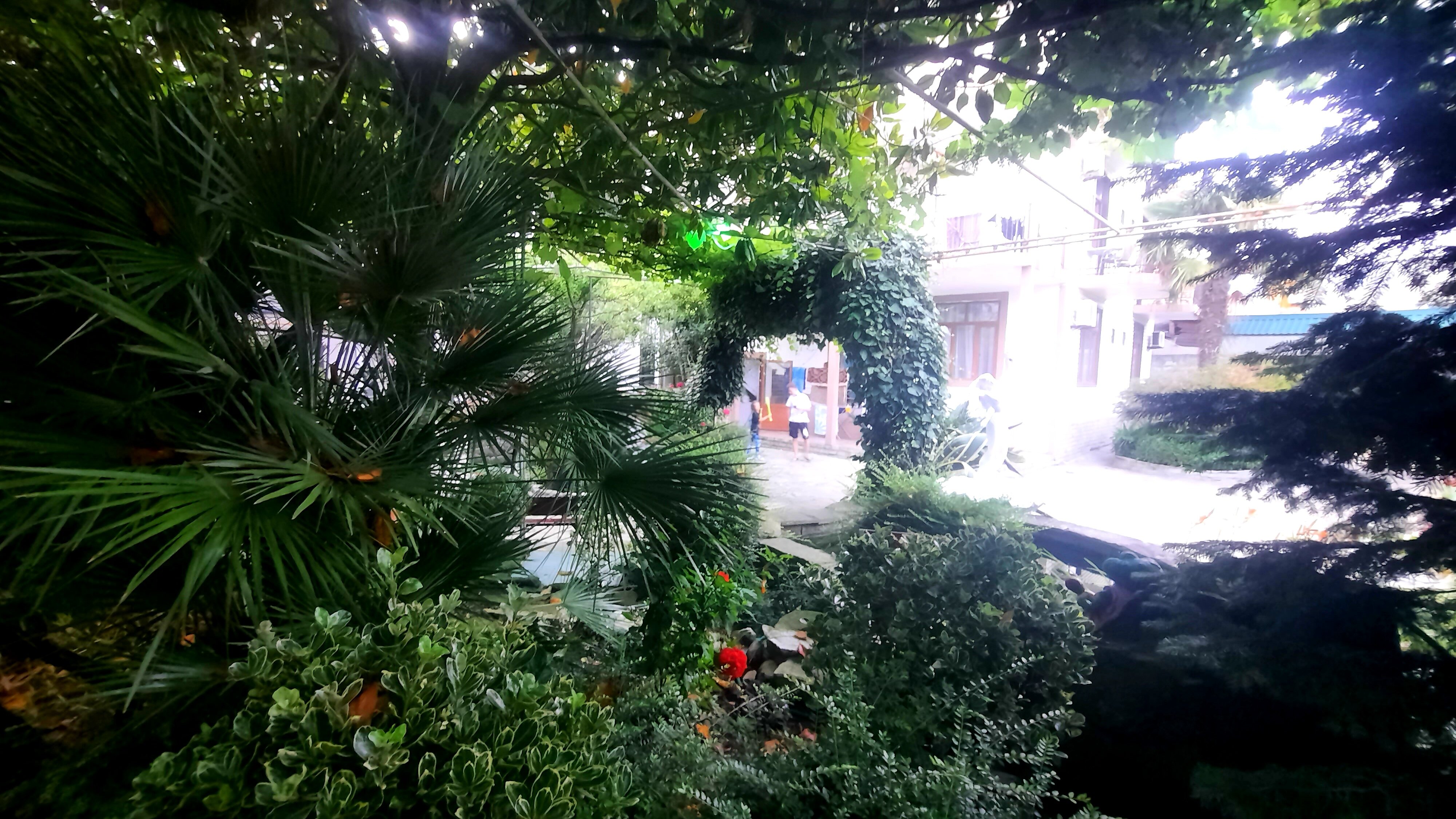 Фото Солоники