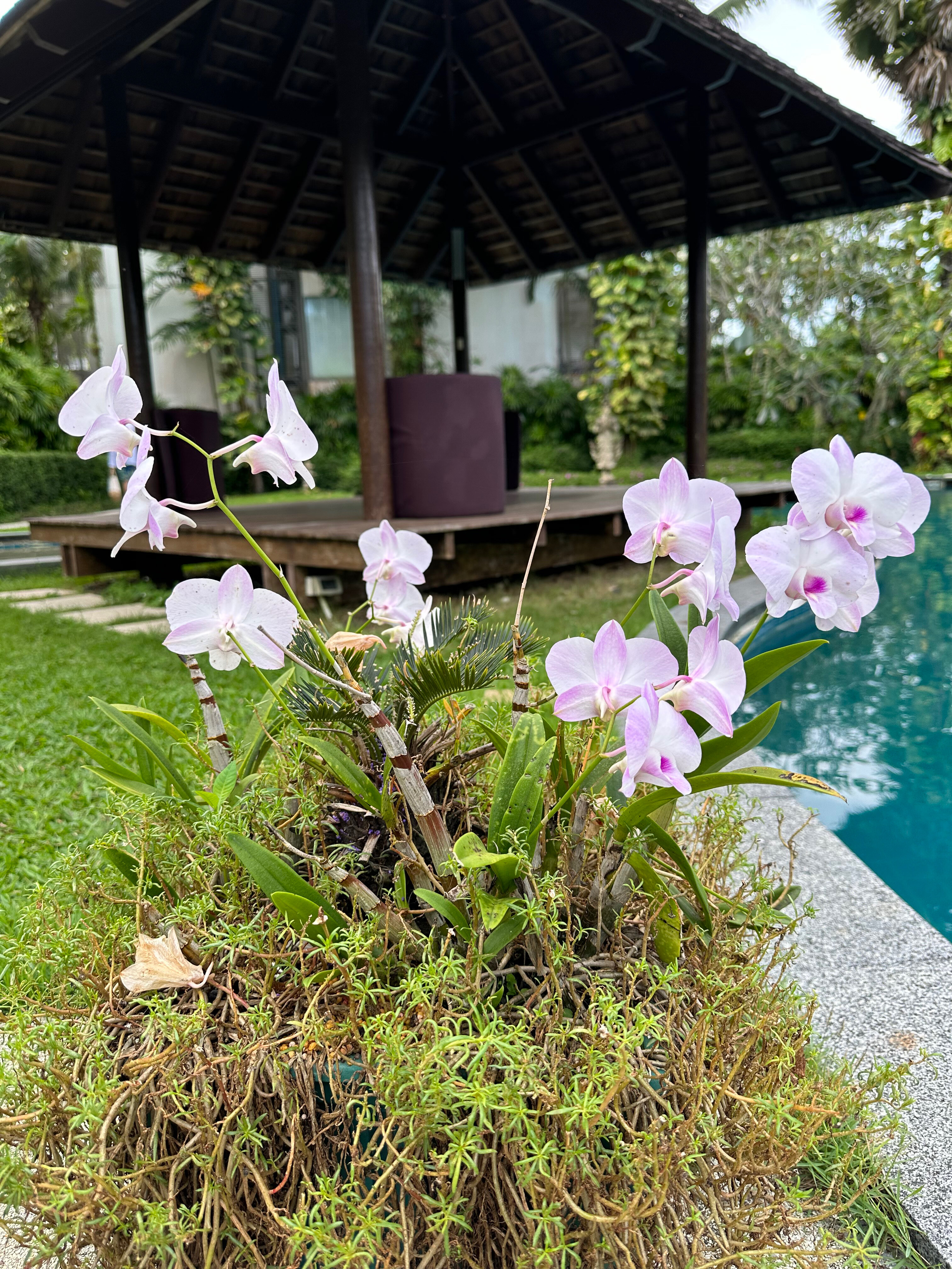 Фото Casuarina Shores Apart Hotel