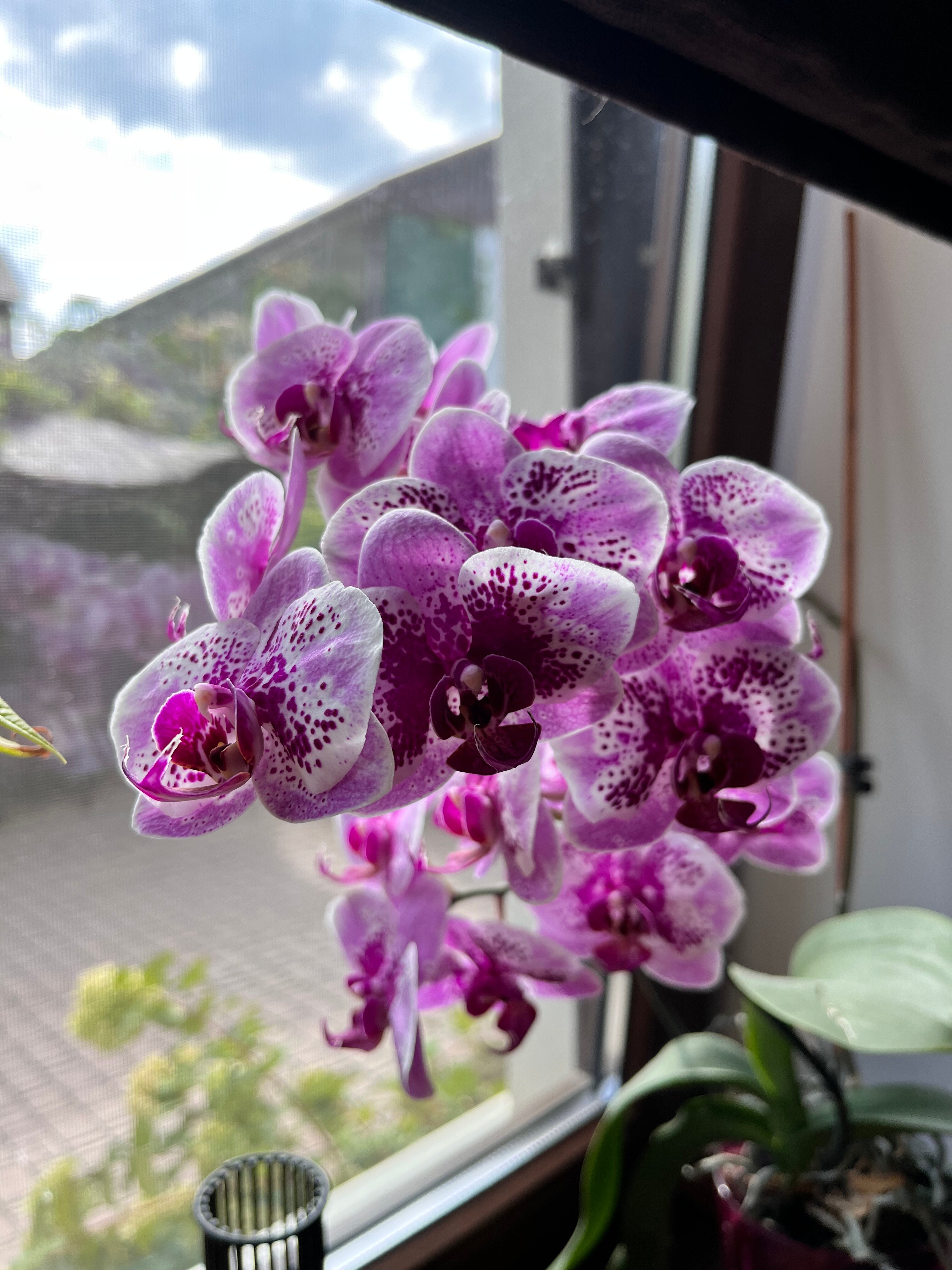 Фото Шато Блан