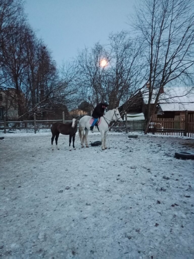 Конный клуб Лошади и мы, Рыбинск, фото