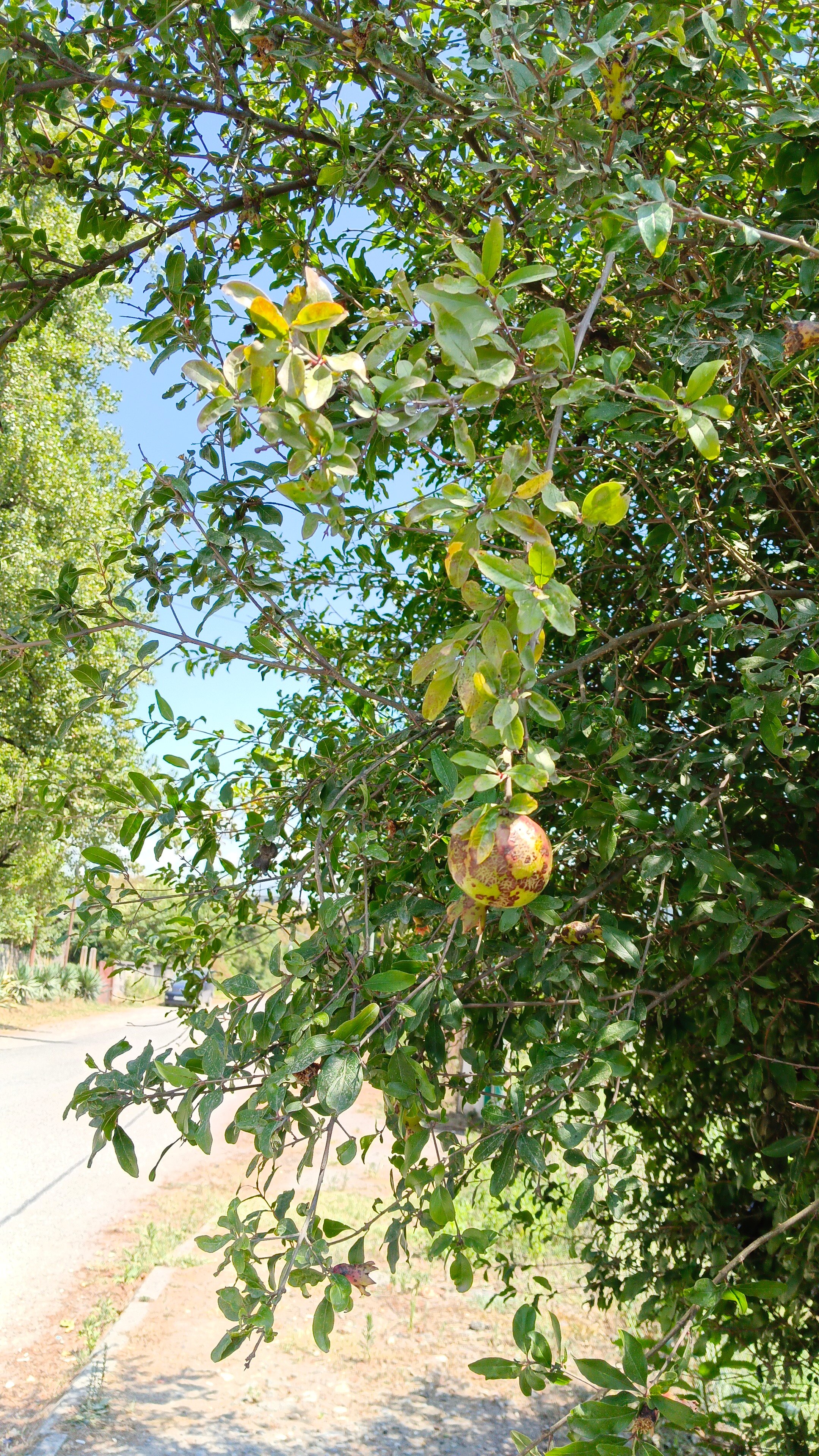 Фото Sad U Morya