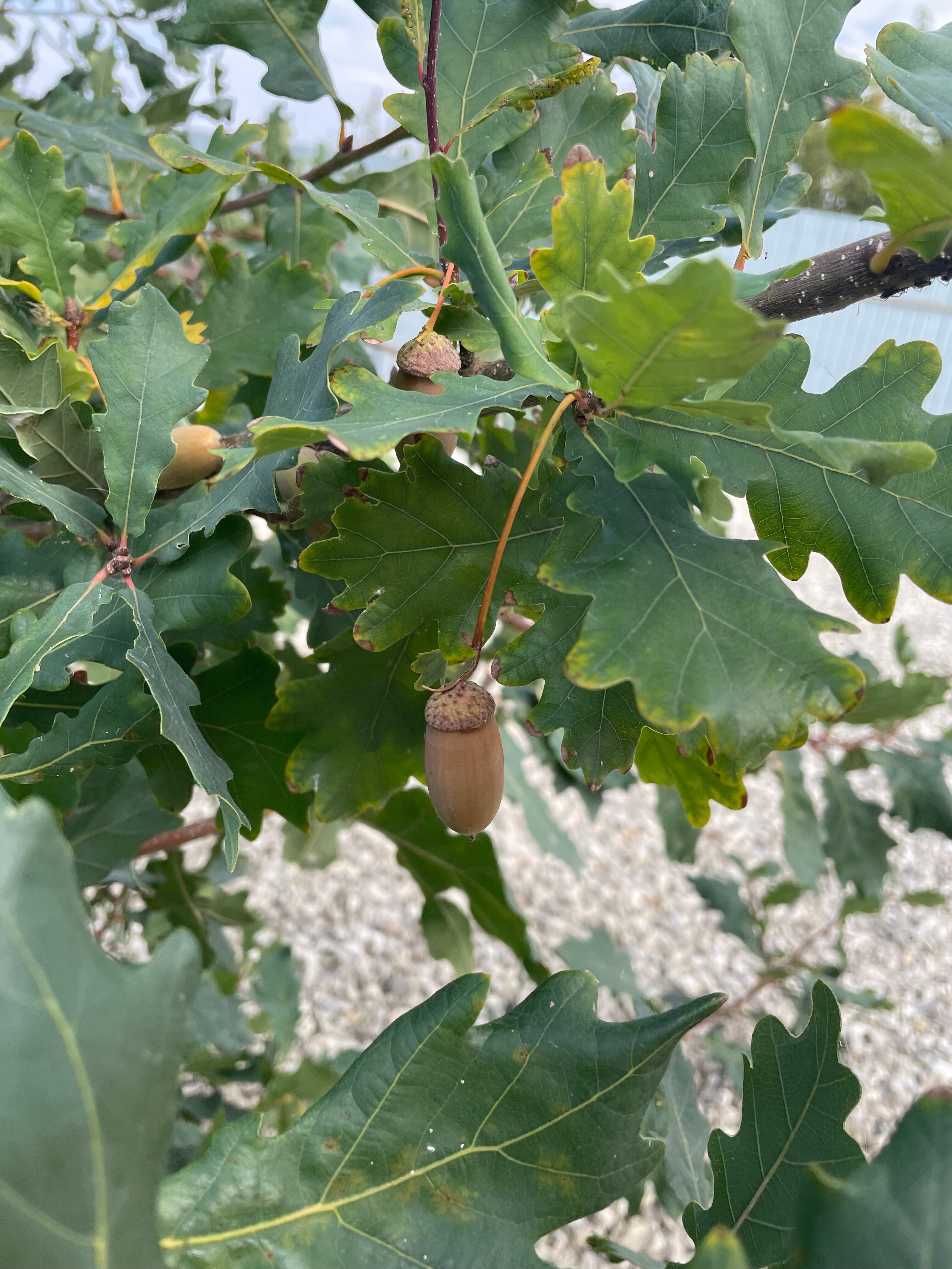 Фото Усадьба МаЛина