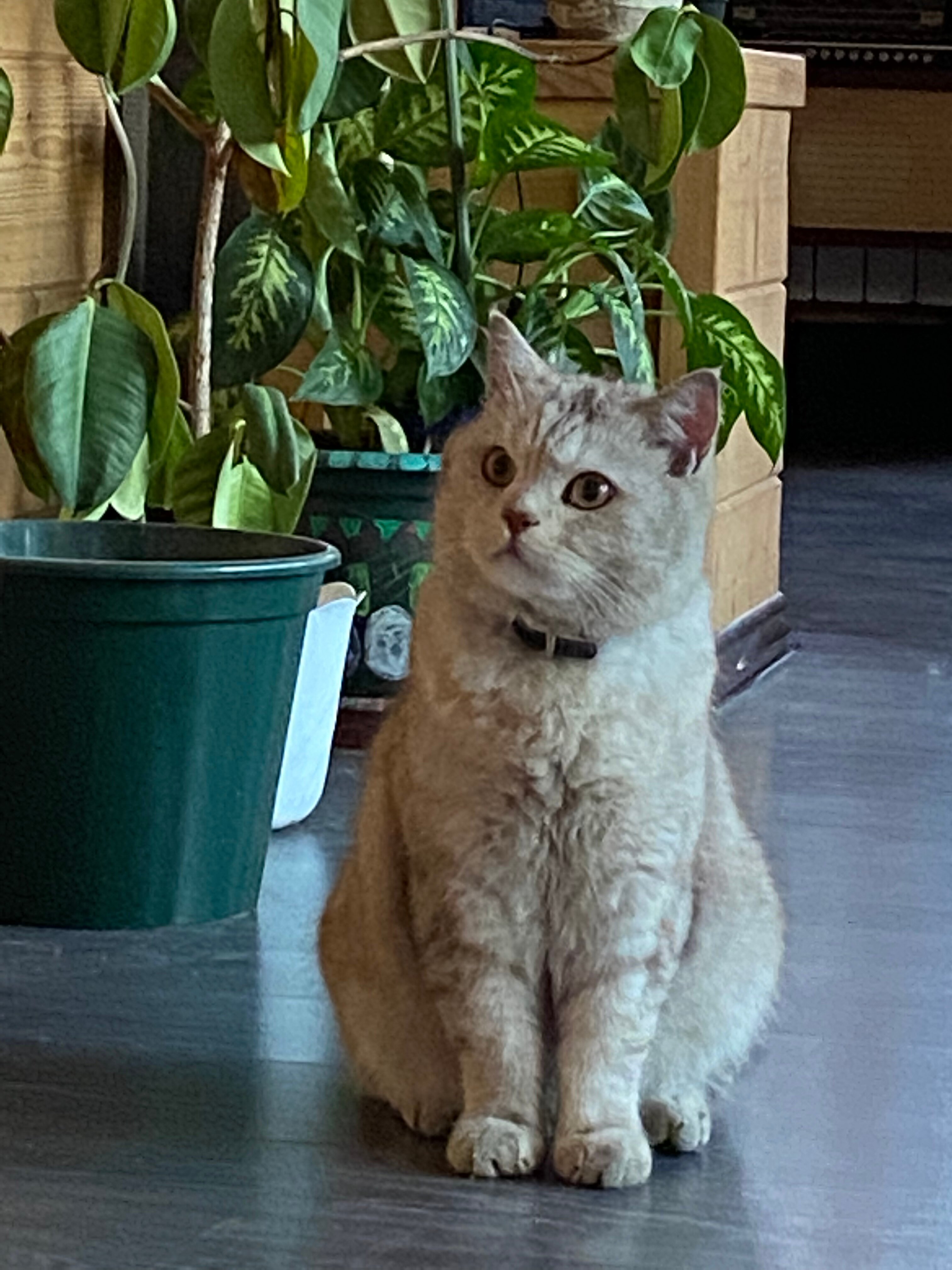 Фото Лукино