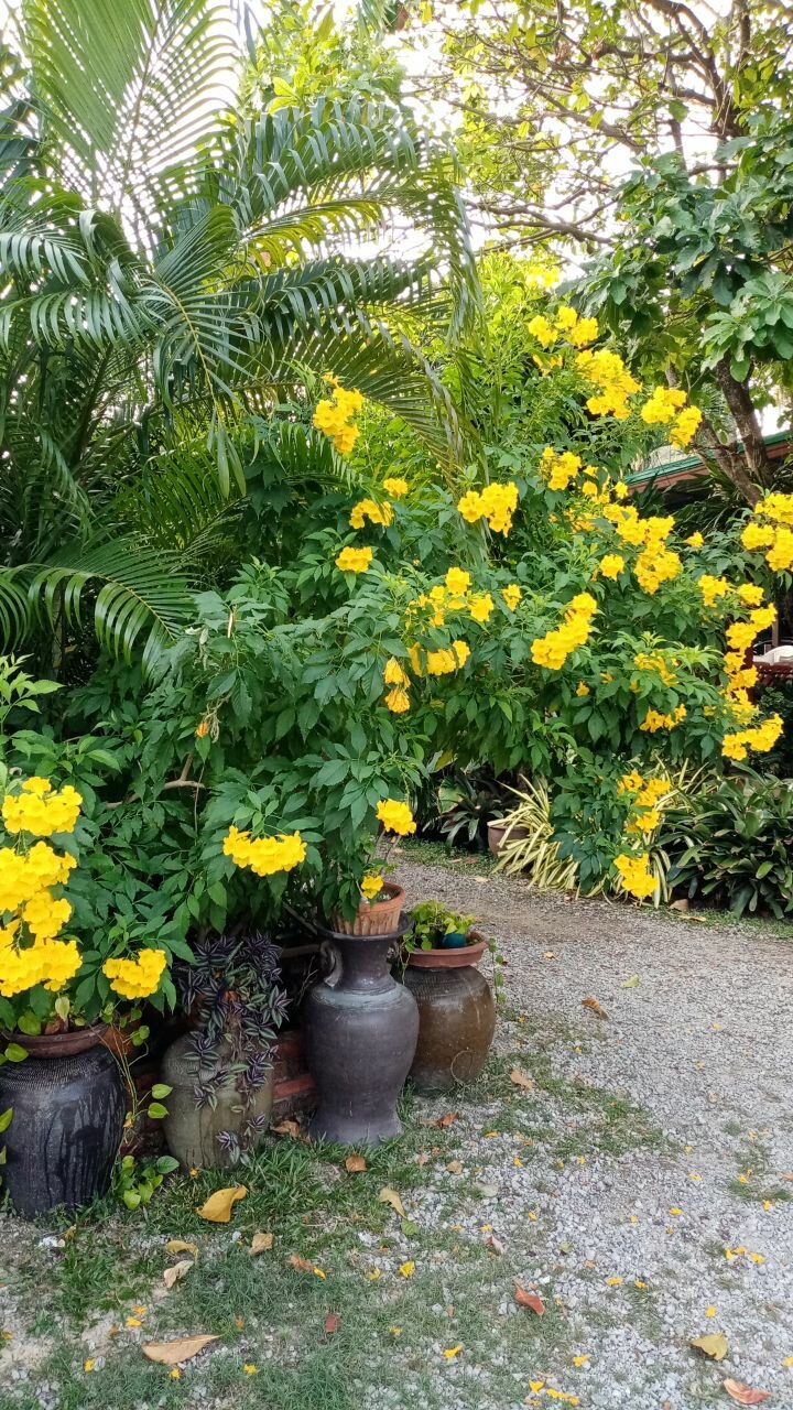 Фото Baan Vanida Garden Resort