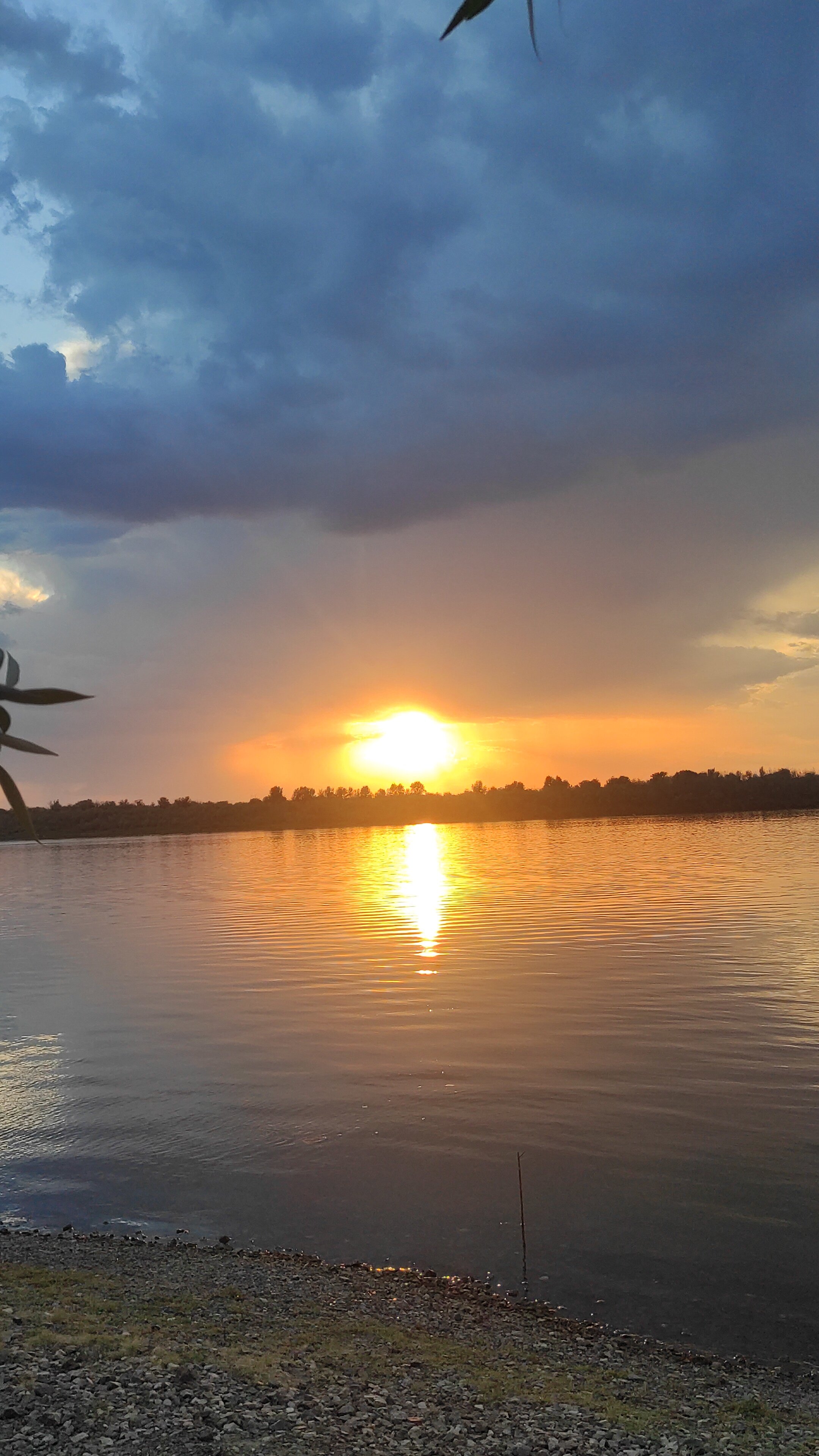 Фото Тополя