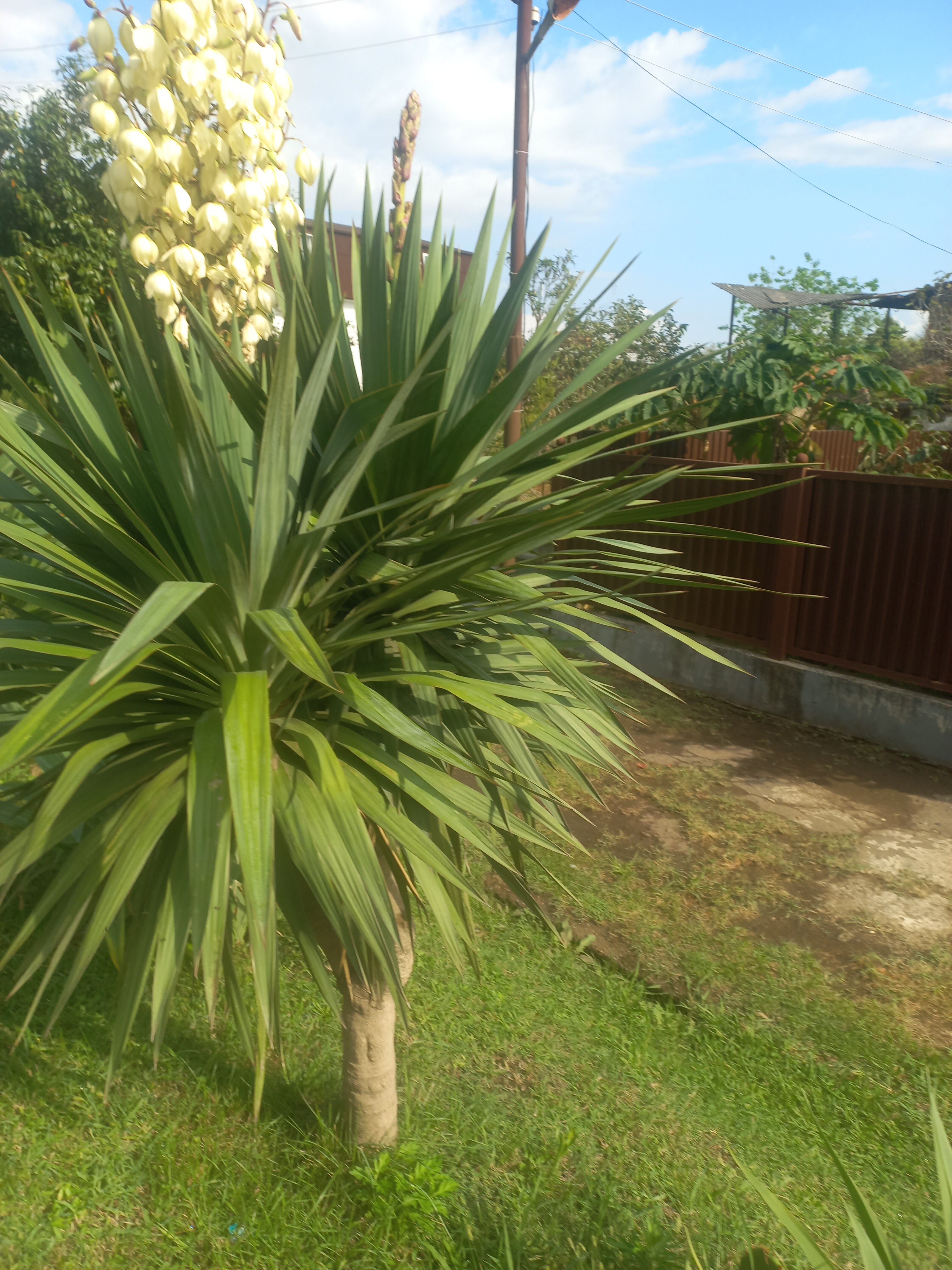 Фото Черноморская жемчужина