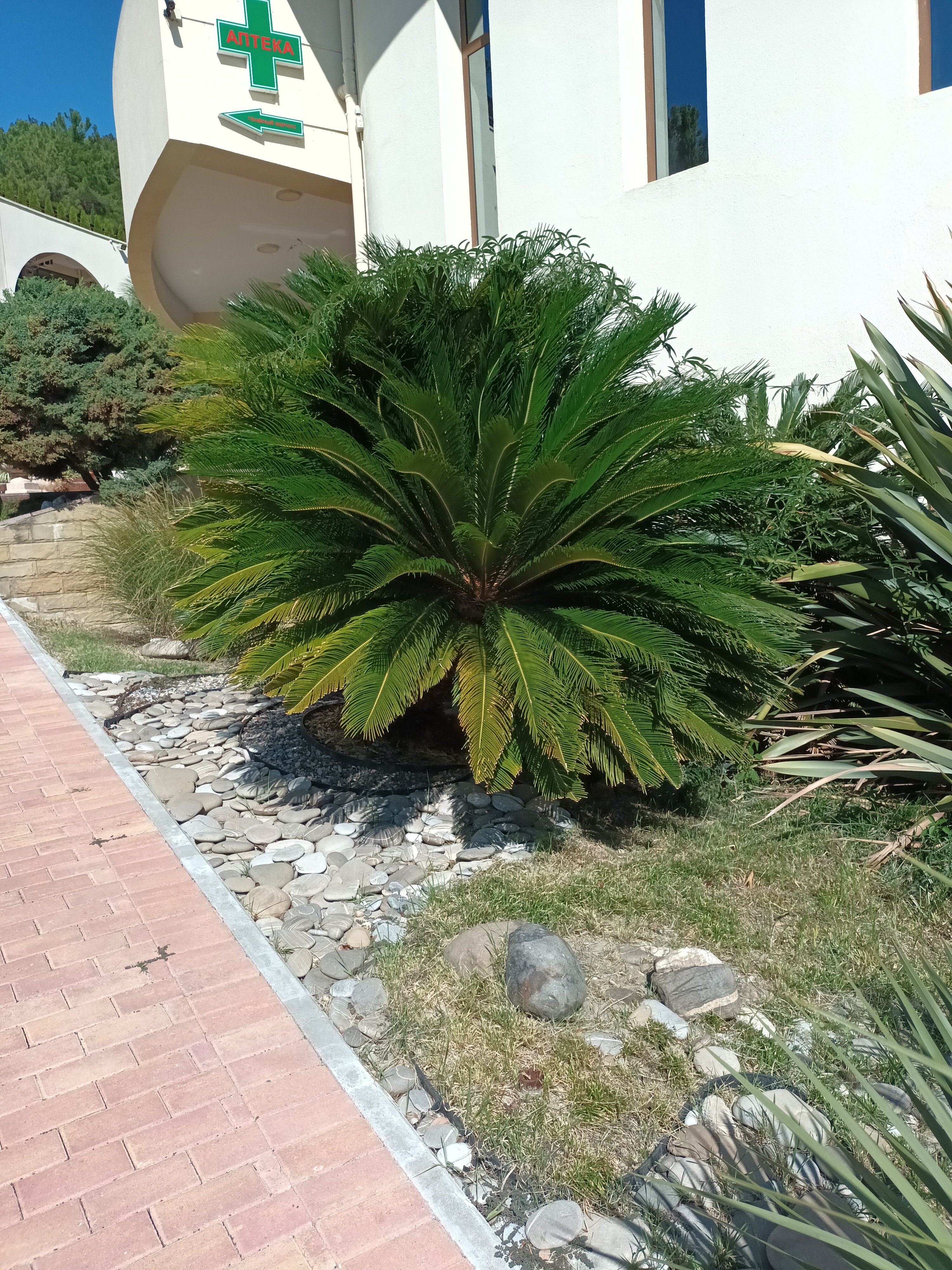 Фото Дивный