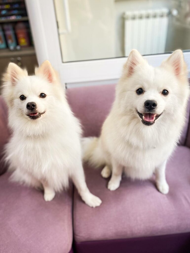 Pet salon Milord, Moscow, photo