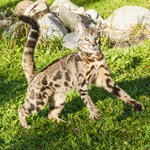 Bengalik (Sokolovo-Mescherskaya Street, 26), vivero de animales