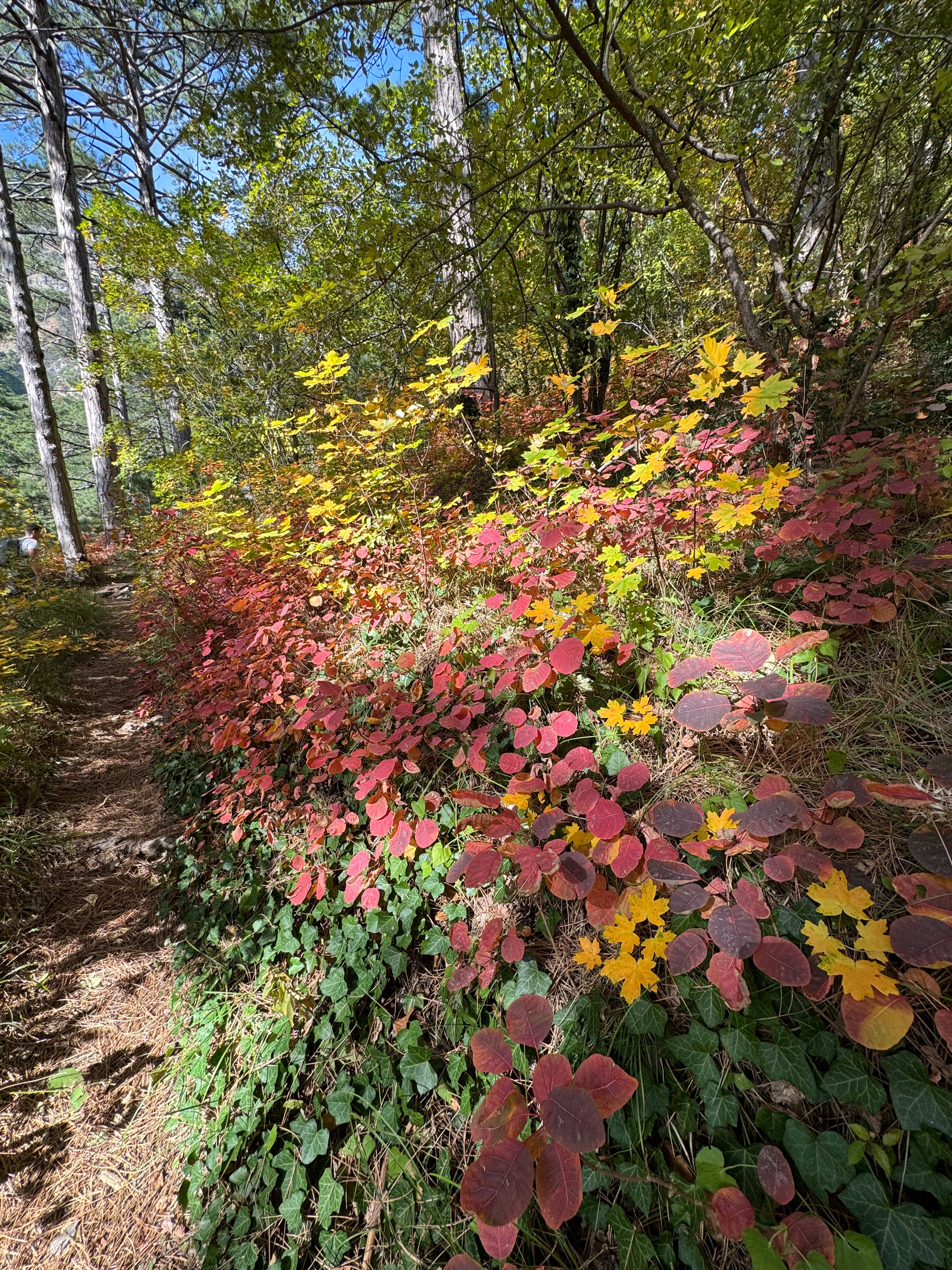 Фото Поляна Сказок