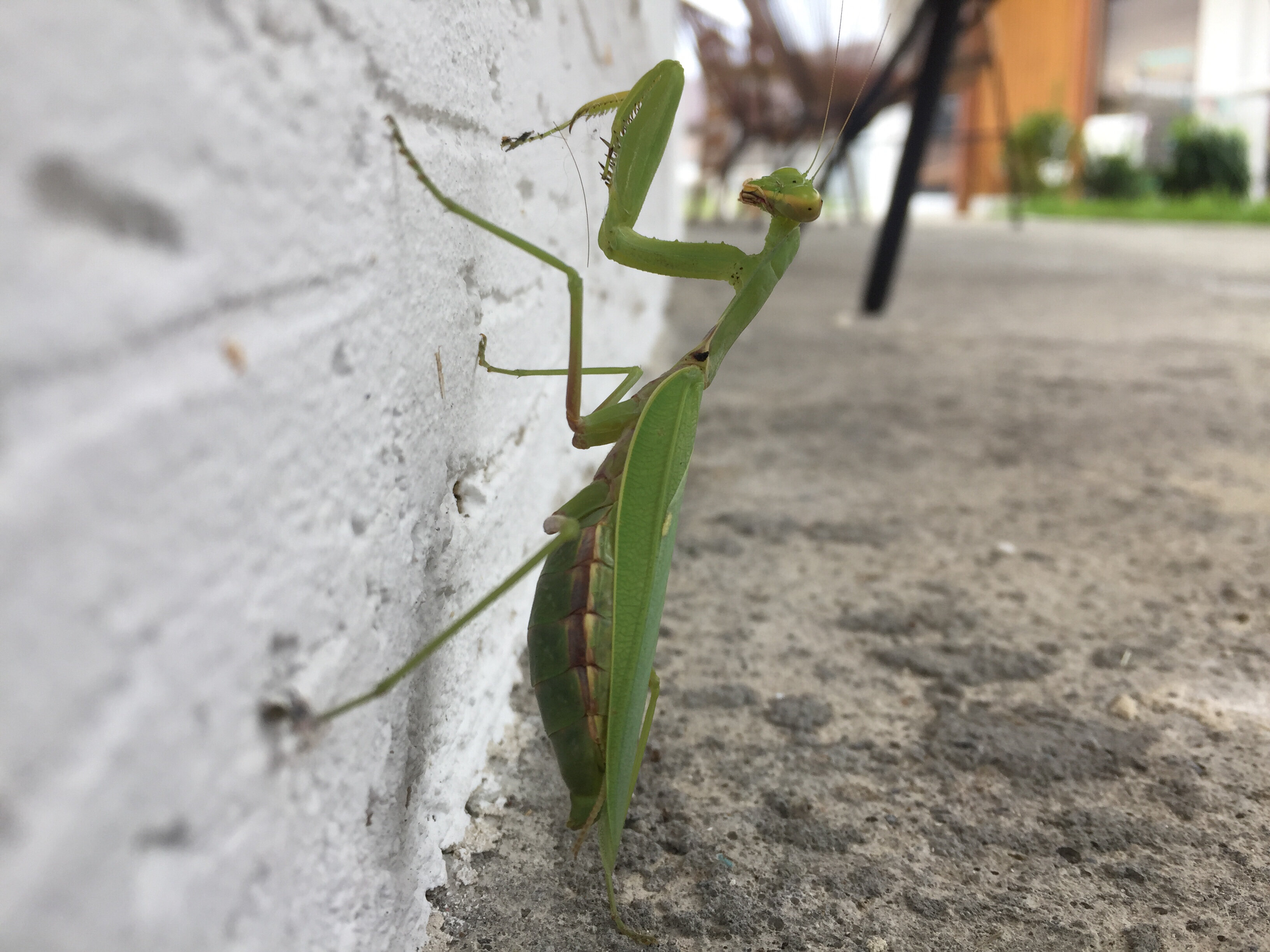 Фото Вилла Оазис