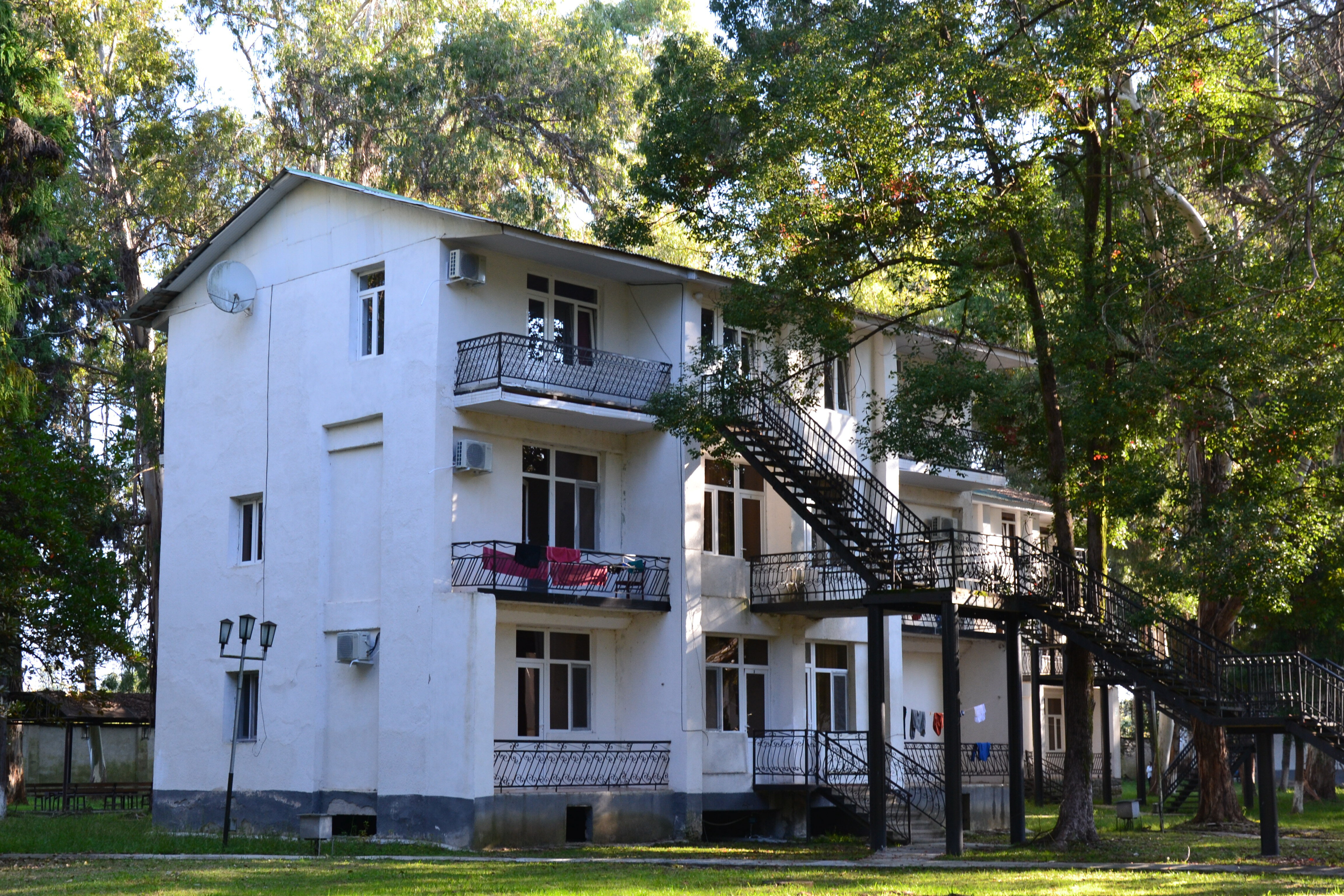 Фото Эвкалиптовая роща