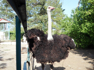 Дубоссарский зоопарк (orașul Dubăsari, страда Энергетикиенилор, 26), zoo