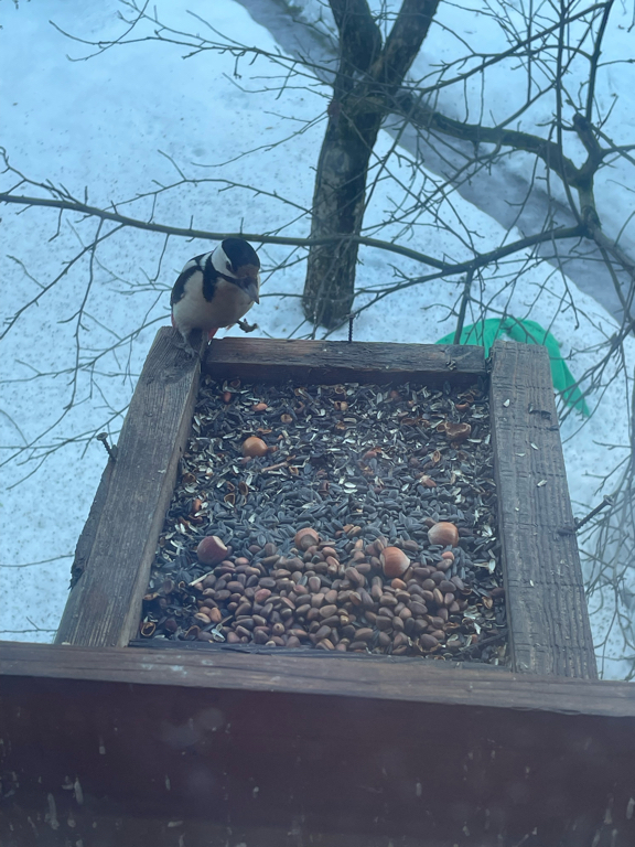 Фото Рябушинка