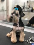 Zoosalon Tatyany Bazhenovoy (Brestskiy Boulevard, 15), pet salon