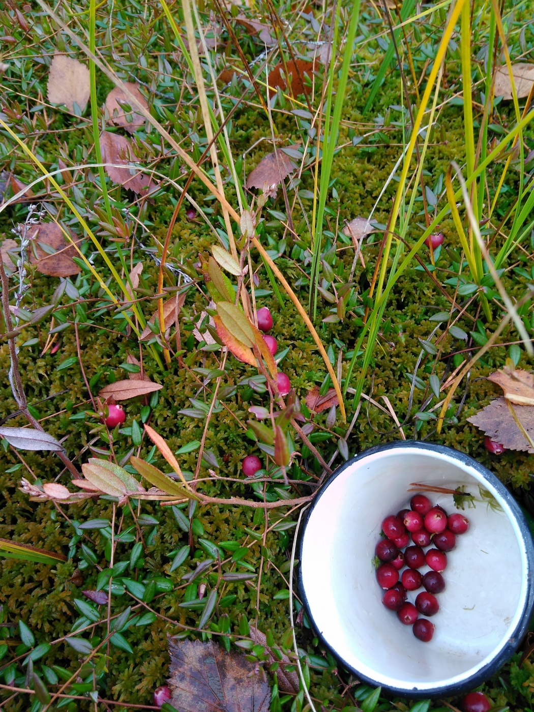 Фото Сеновал