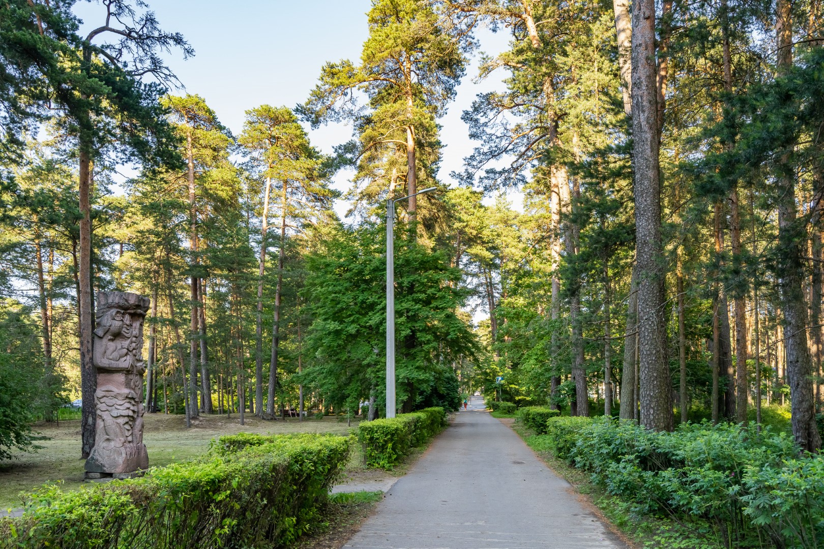 Фото Абрикосовое дерево на Максима Горького 2а СТР. 3