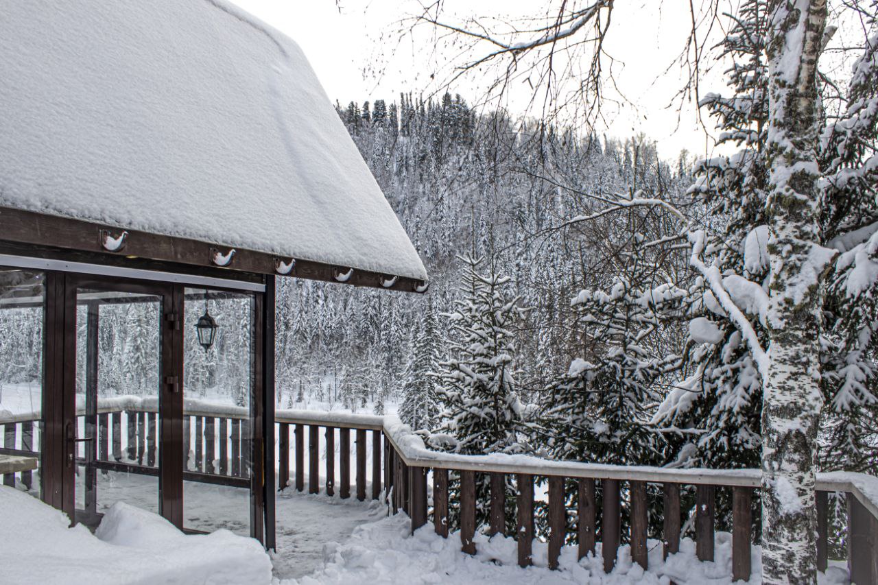 Фото Золотая сова