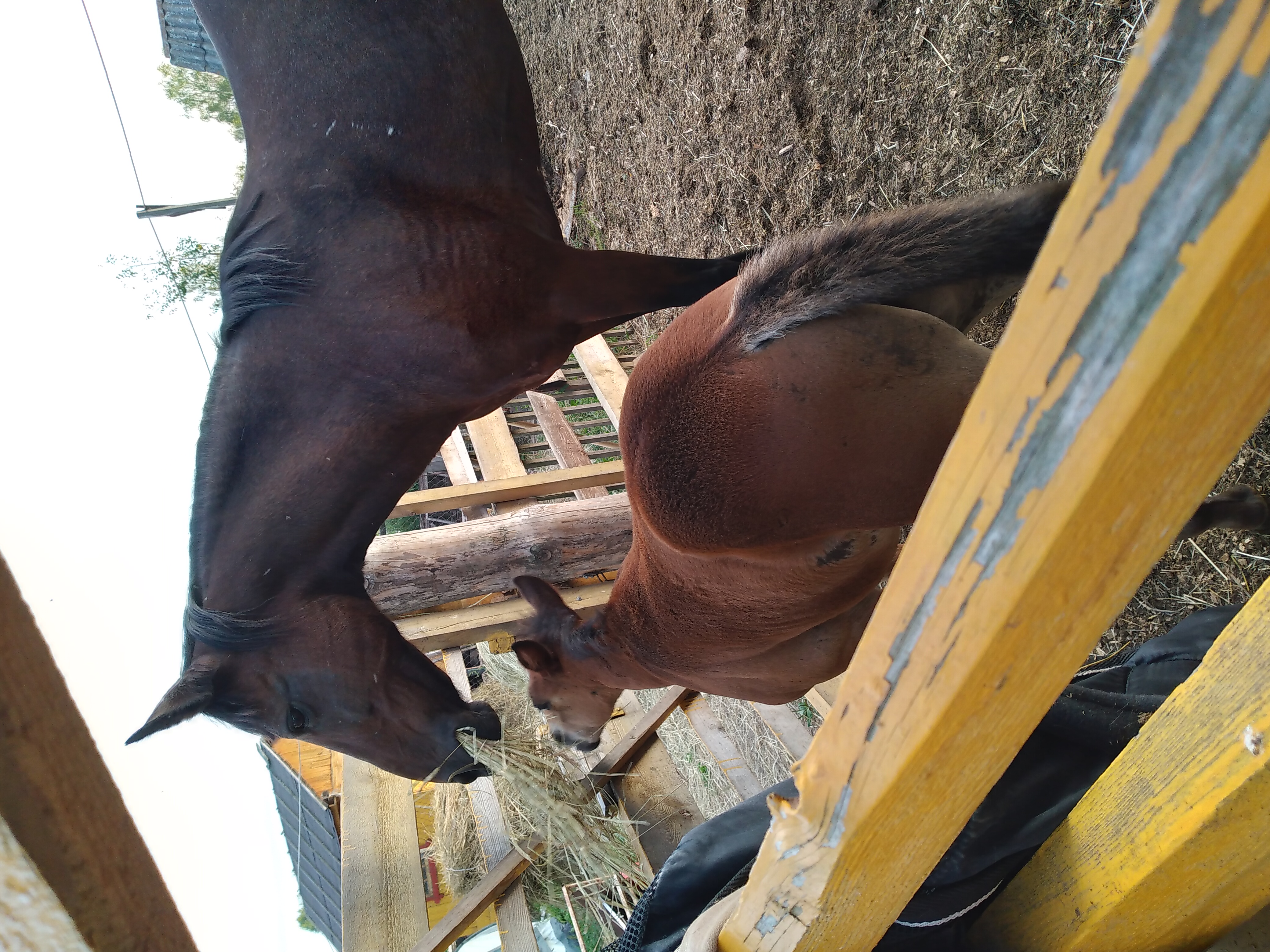 Фото Стрижели