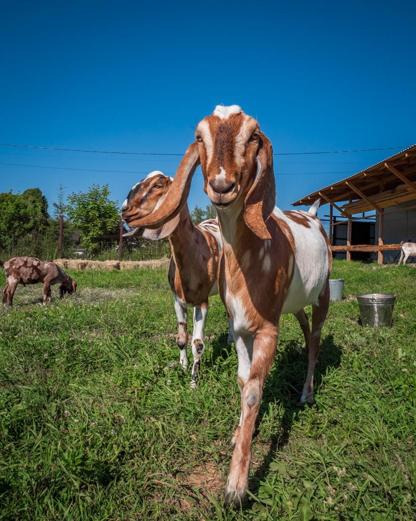 Фото Купольные дома-сферы на ферме