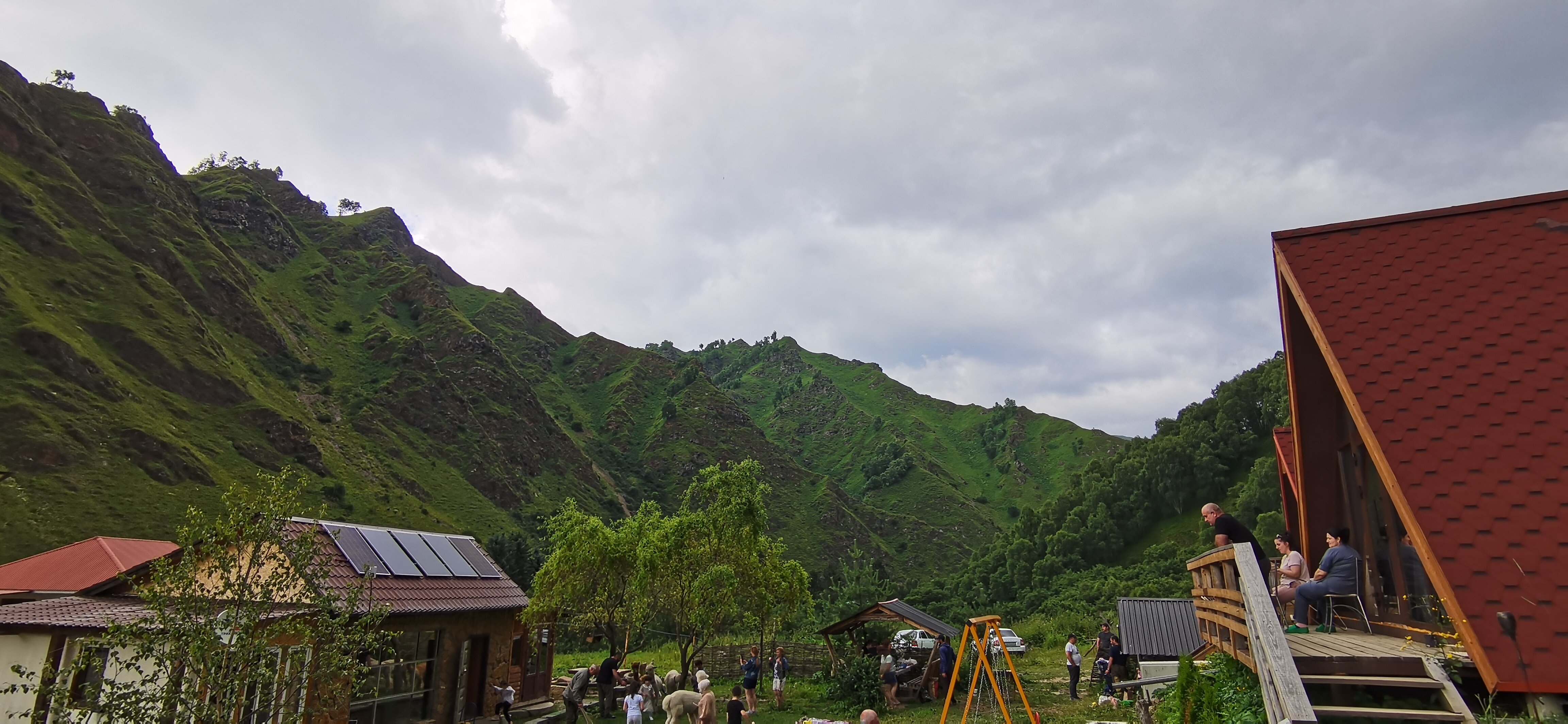 Фото Альпака