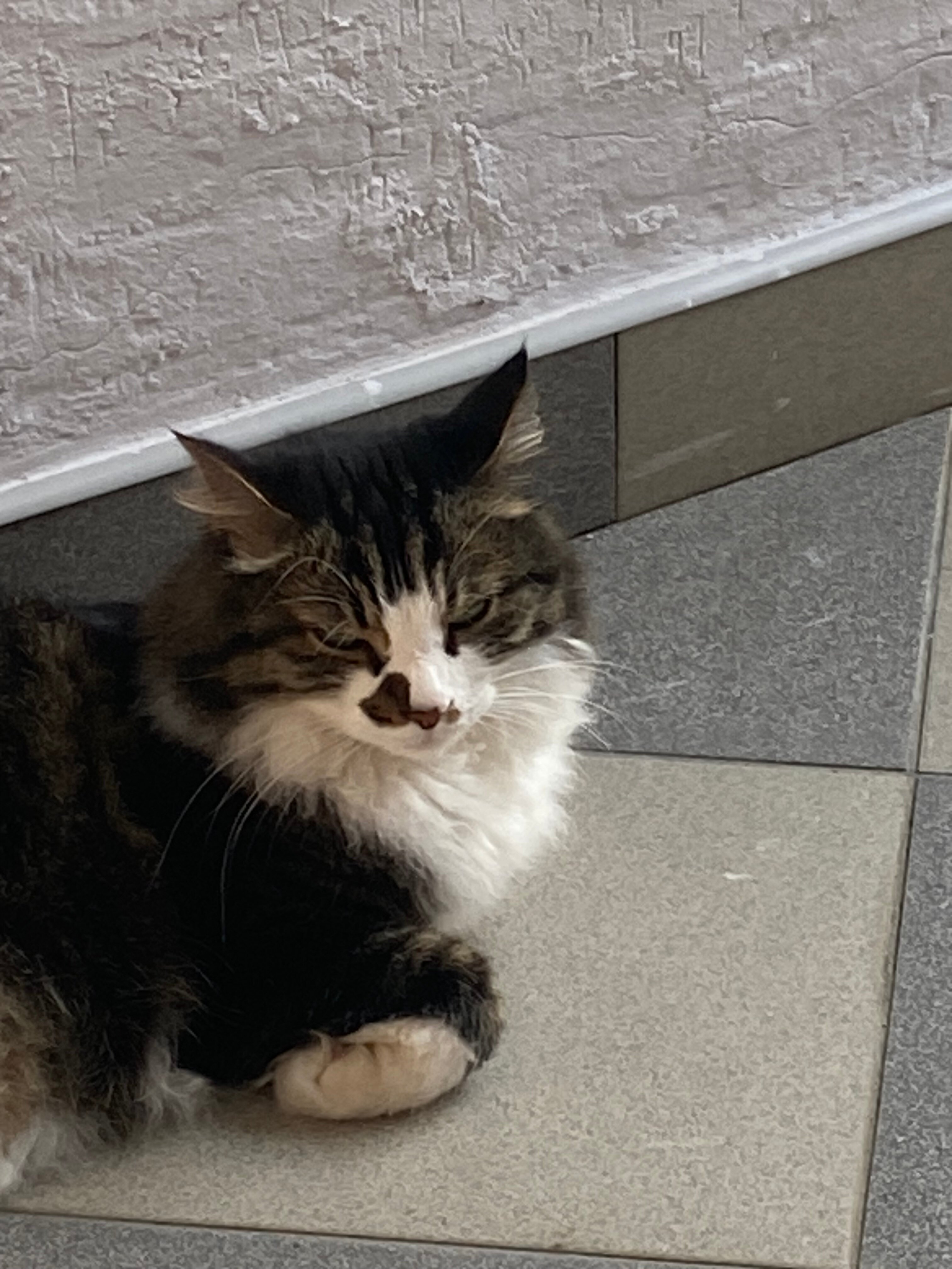 Фото Лирион