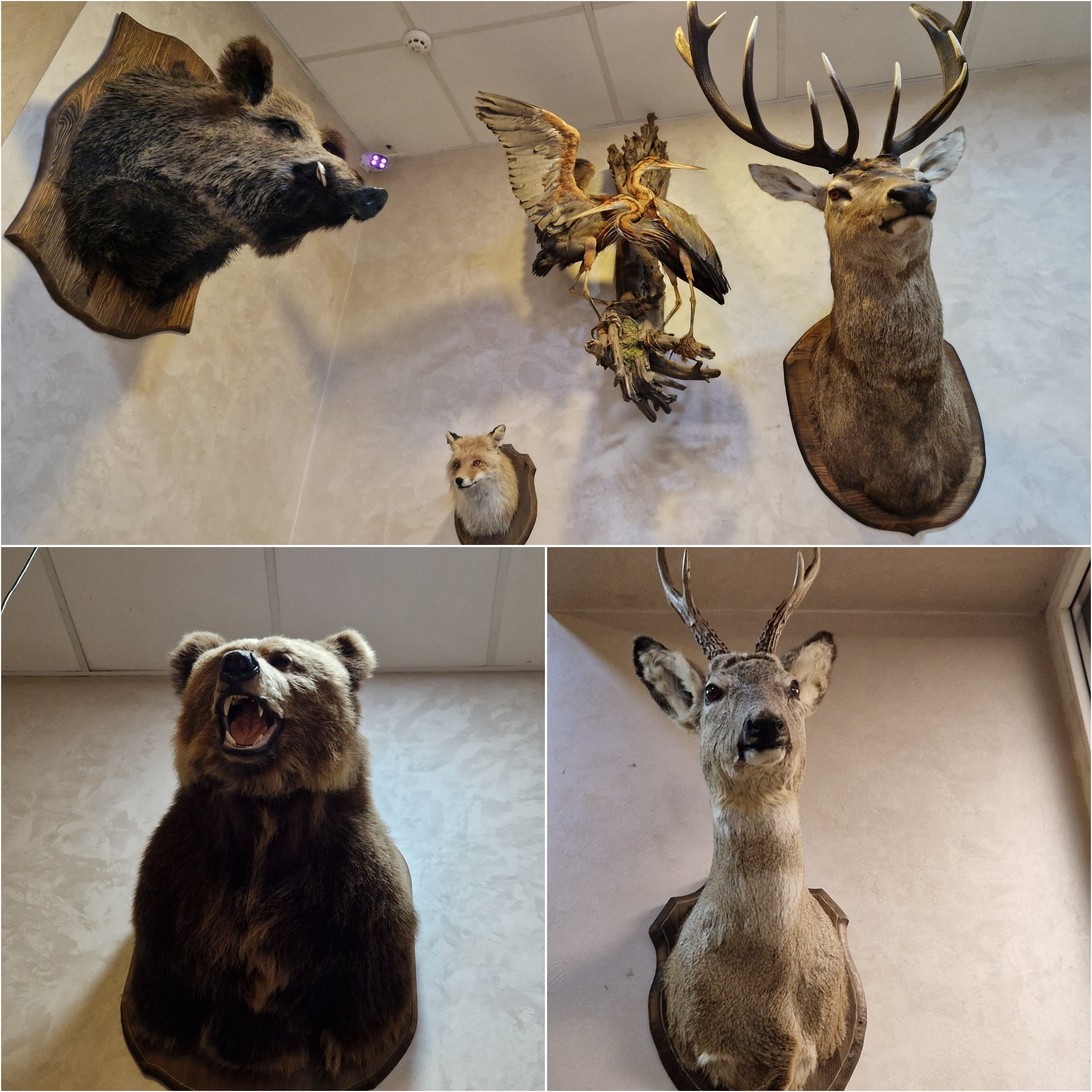 Фото Таёжный охотник