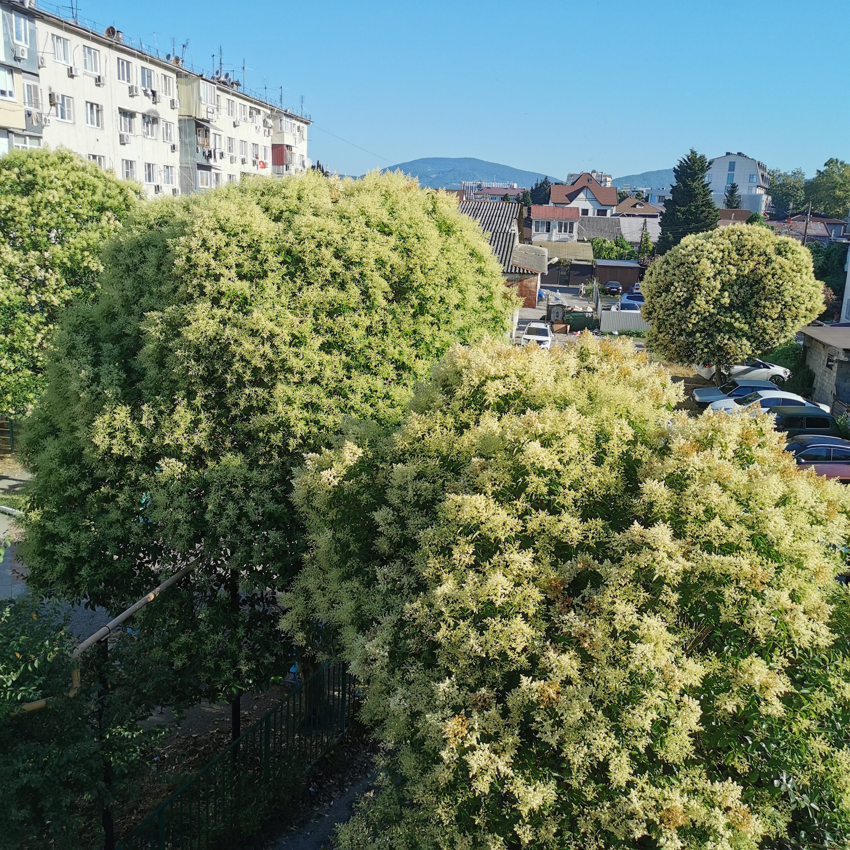 Фото Акация