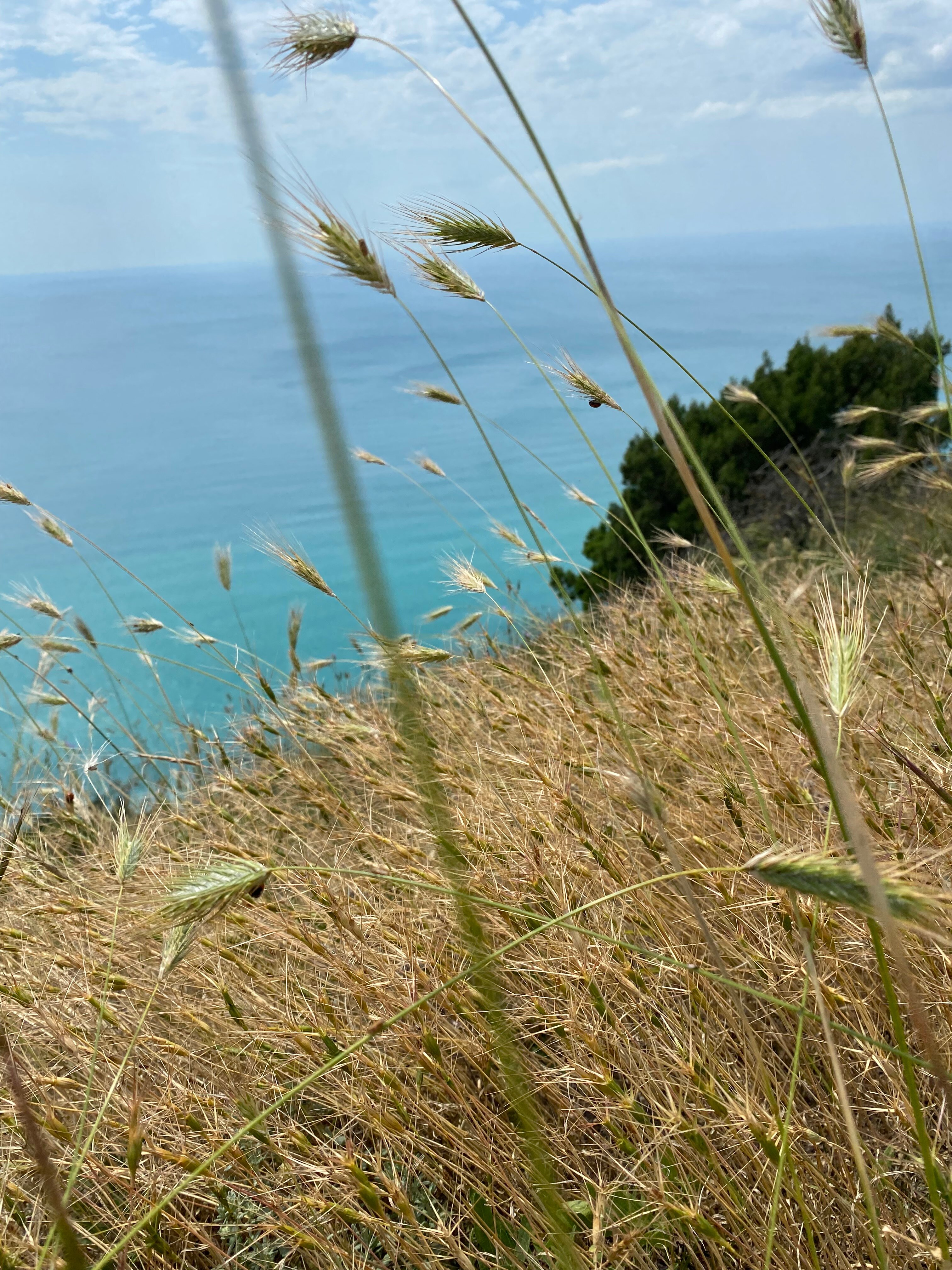 Фото Наша Чаша