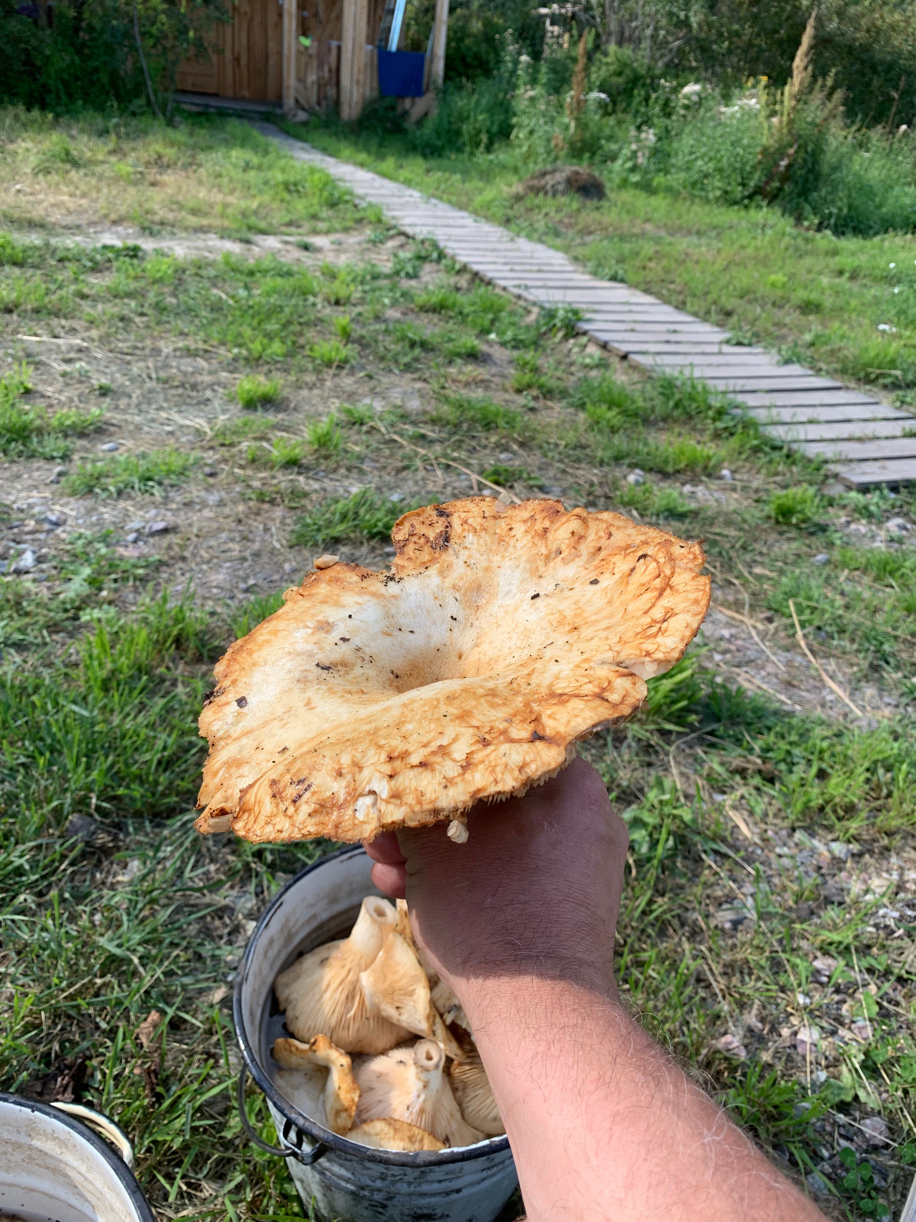 Фото Глэмпинг Стрекоза