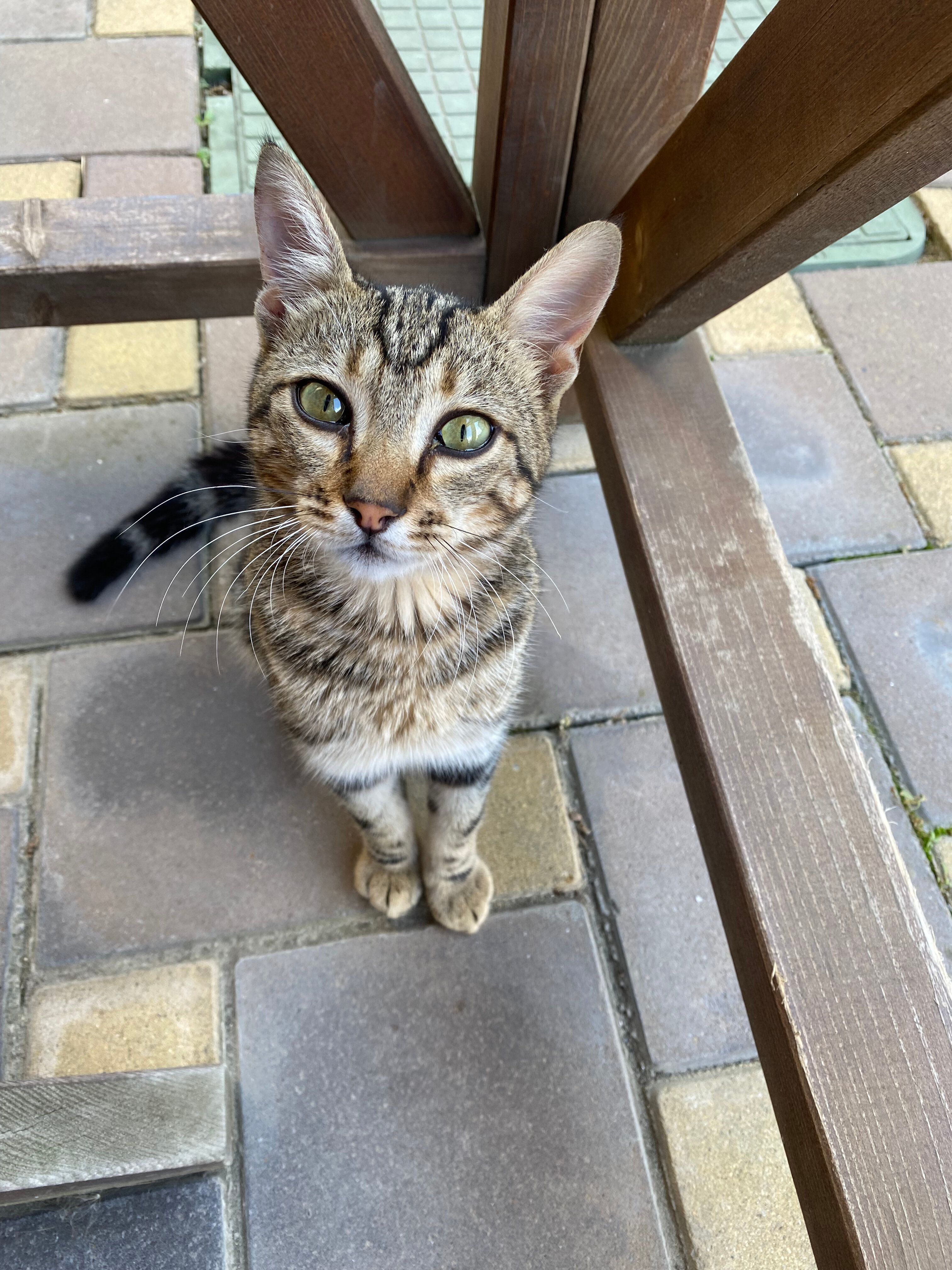 Фото Маэстро