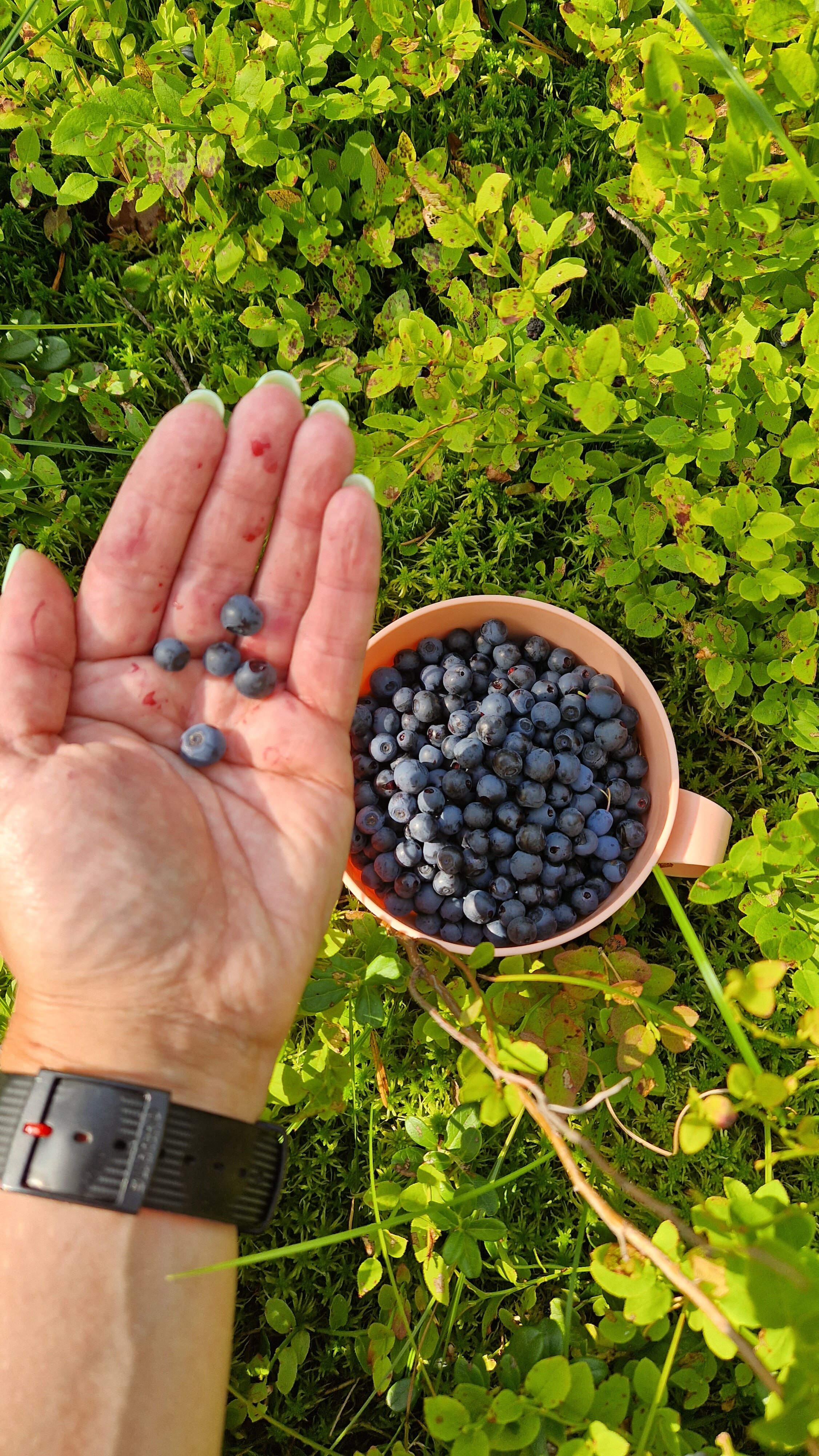 Фото Жемчужина Заонежья