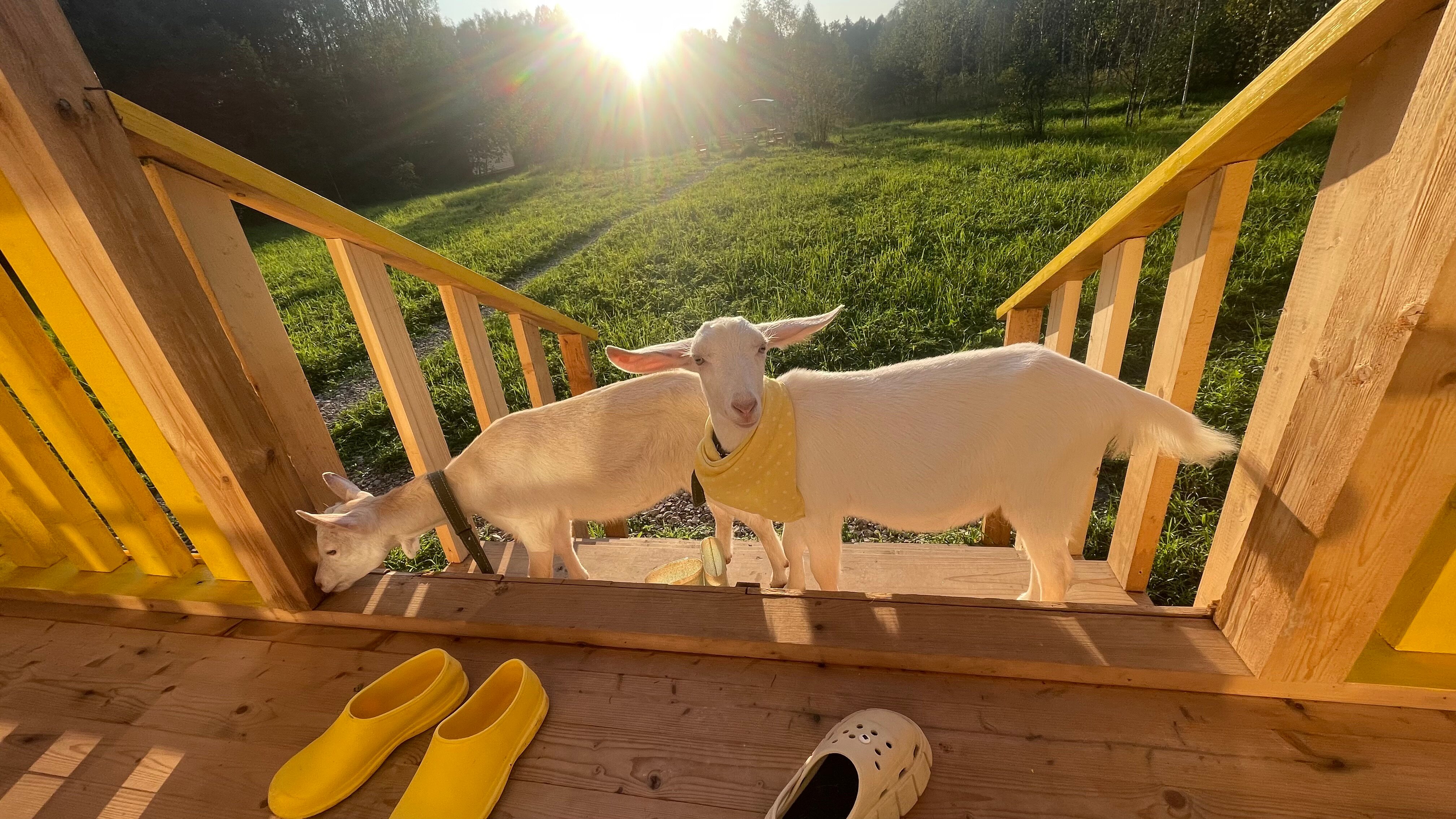 Фото Модная коза