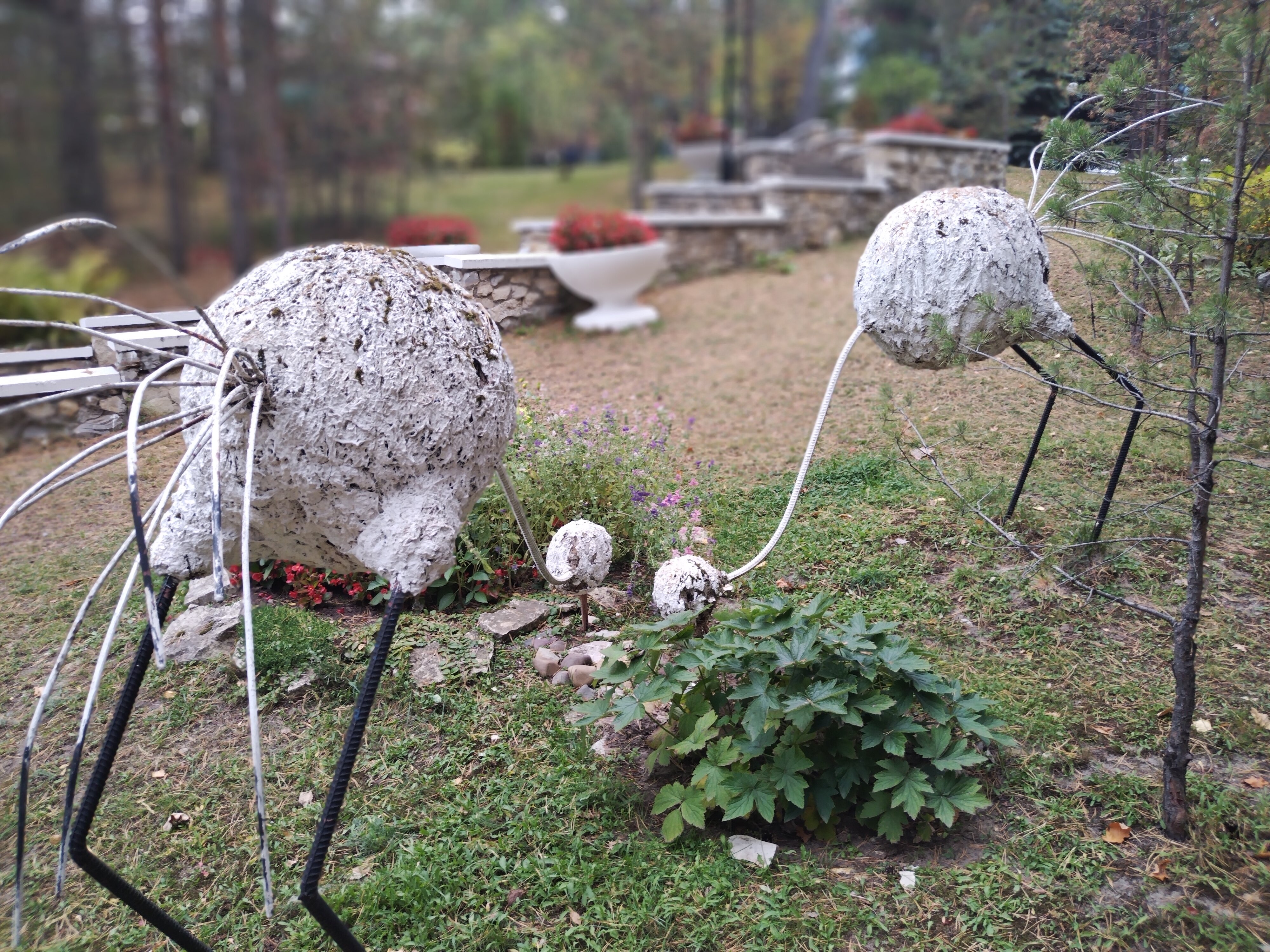 Фото Росинка