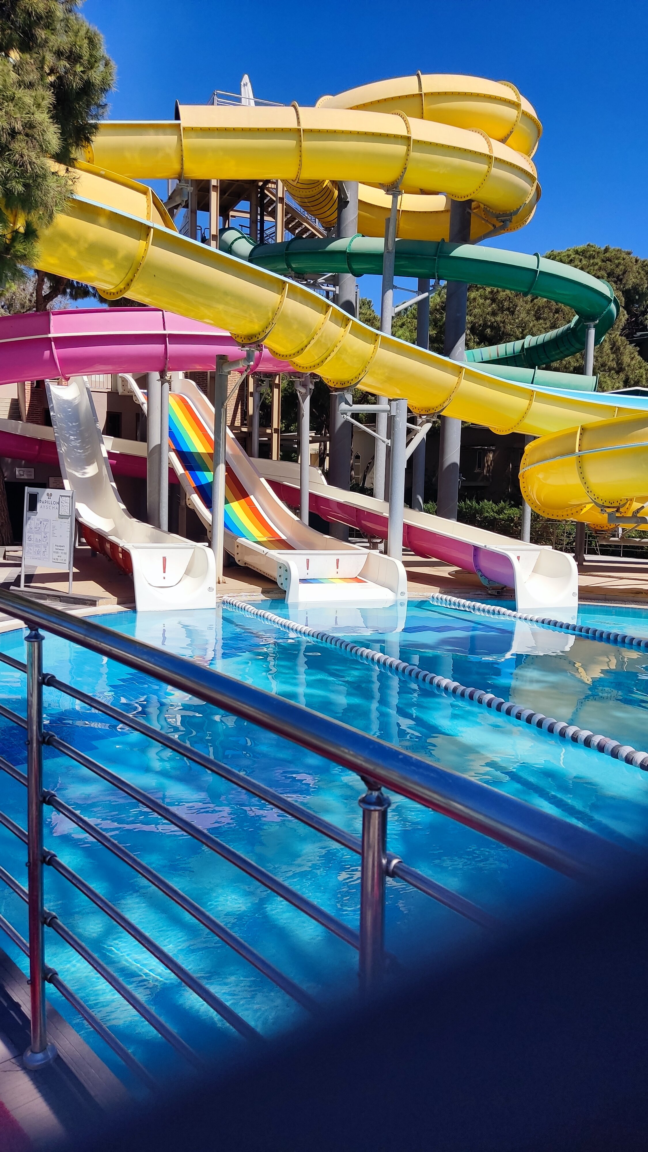 Фото Papillon Ayscha