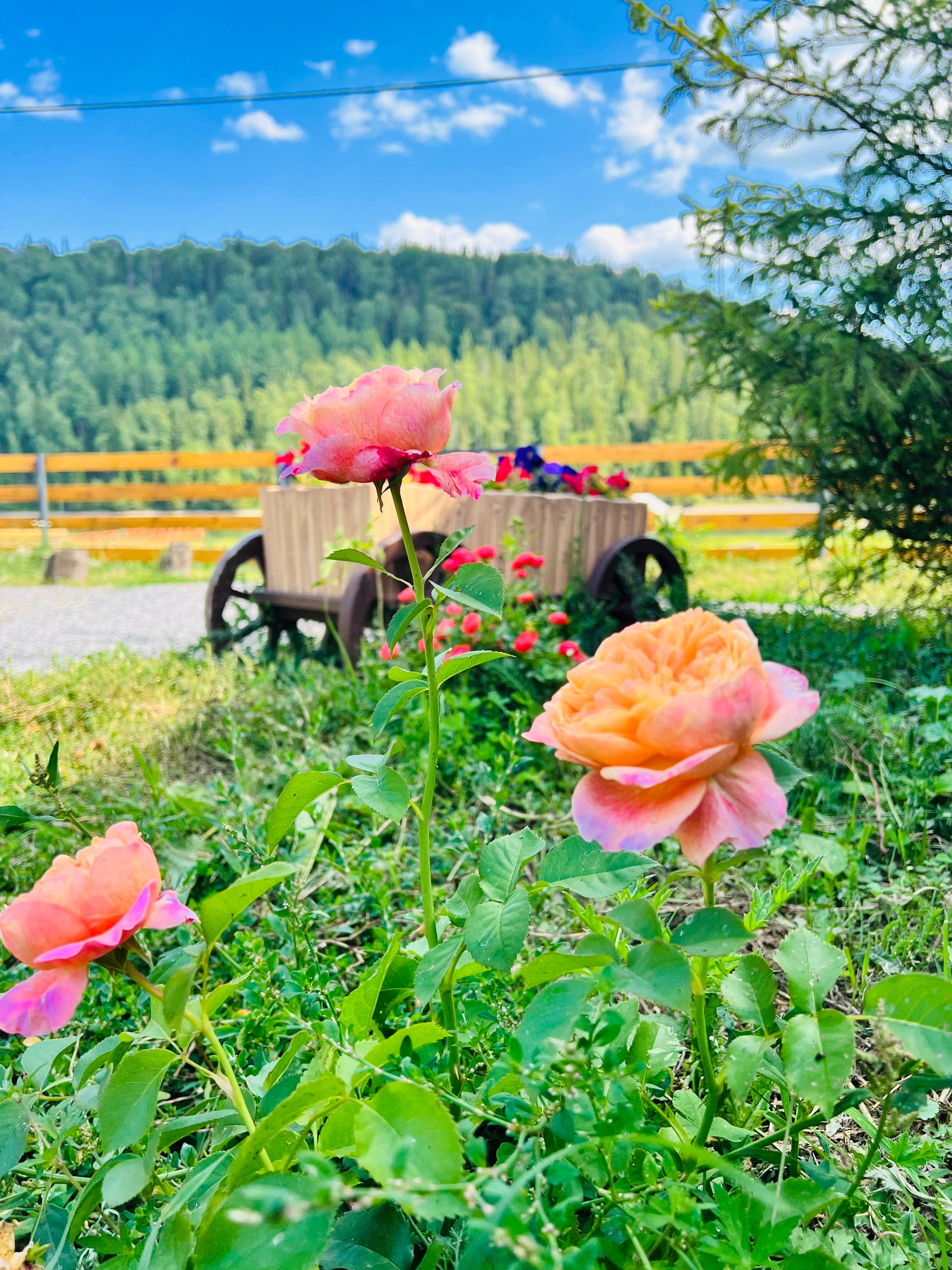 Фото BoraBora. pavlovka