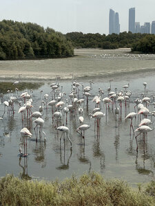 Ras Al Khor Wildlife Sanctuary (69A, Ras Al Khor Road, Dubai), reserva de la naturaleza