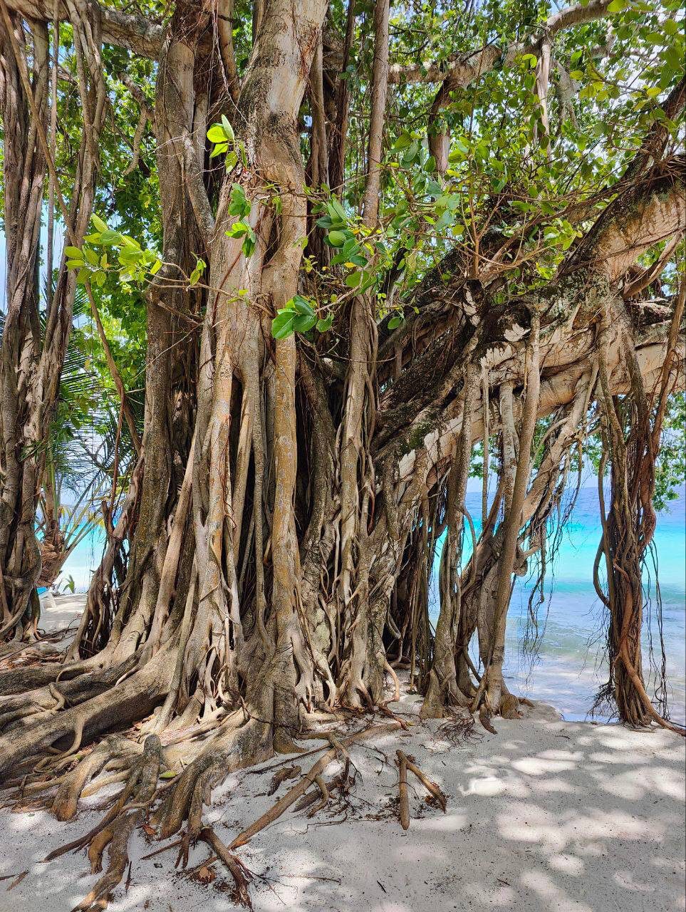 Фото Fihalhohi Maldives