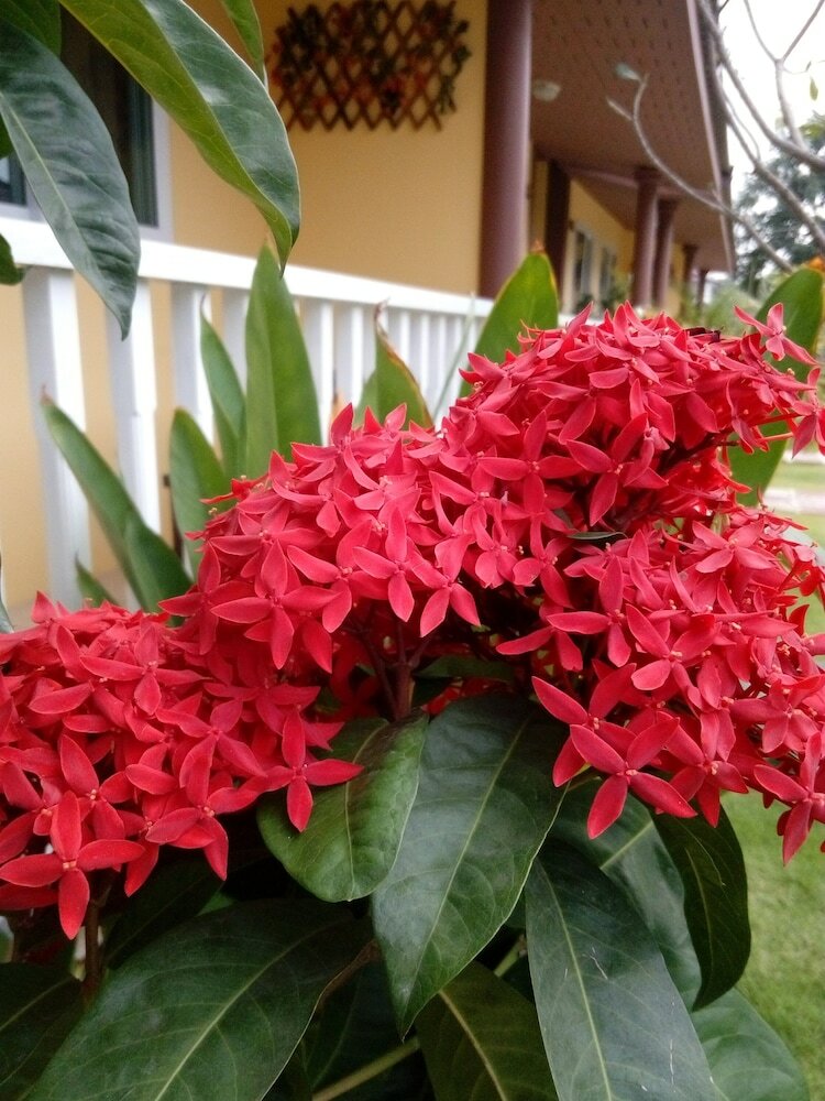Фото Baan Penny