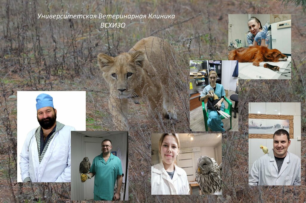 Veterinary clinic Vshizo University Veterinary Clinic, Balashiha, photo