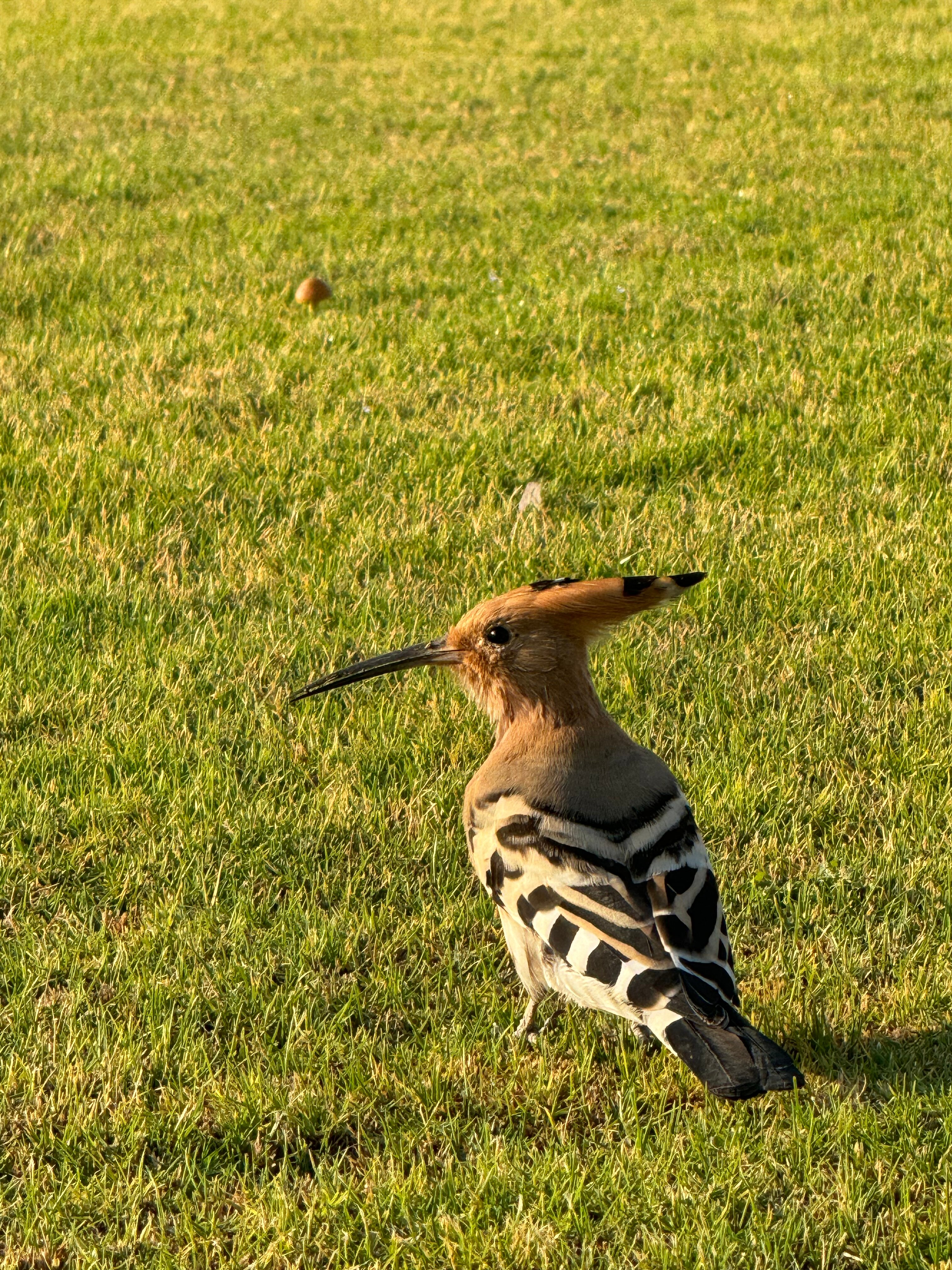 Фото Pickalbatros Golf Beach Resort