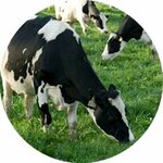 Meat Fish Milk and Products (Стамбул, Бейкоз, Каваджик, улица Фатих Султан Мехмет, 1), магазин мяса, колбас в Стамбуле