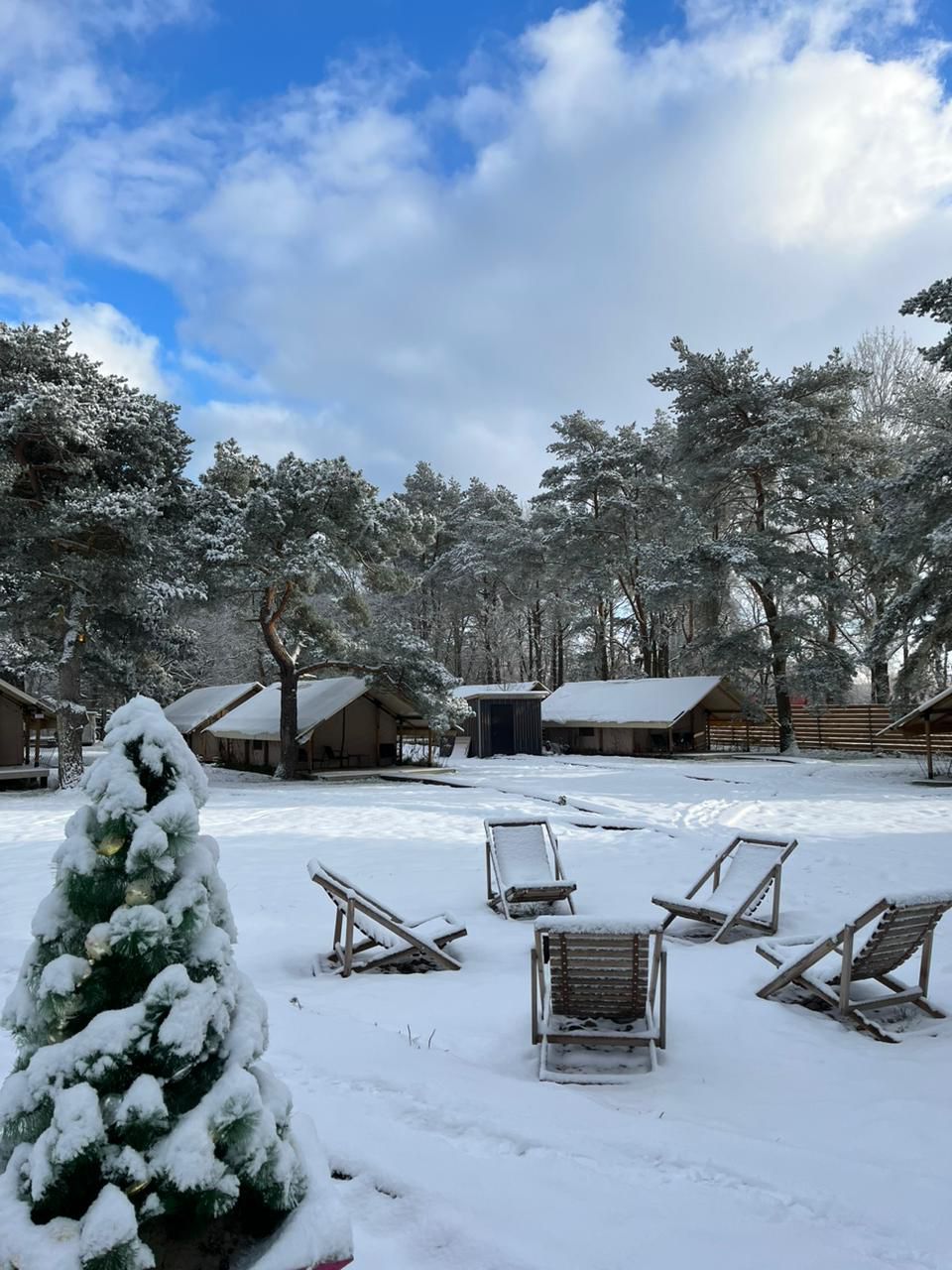 Фото Малина