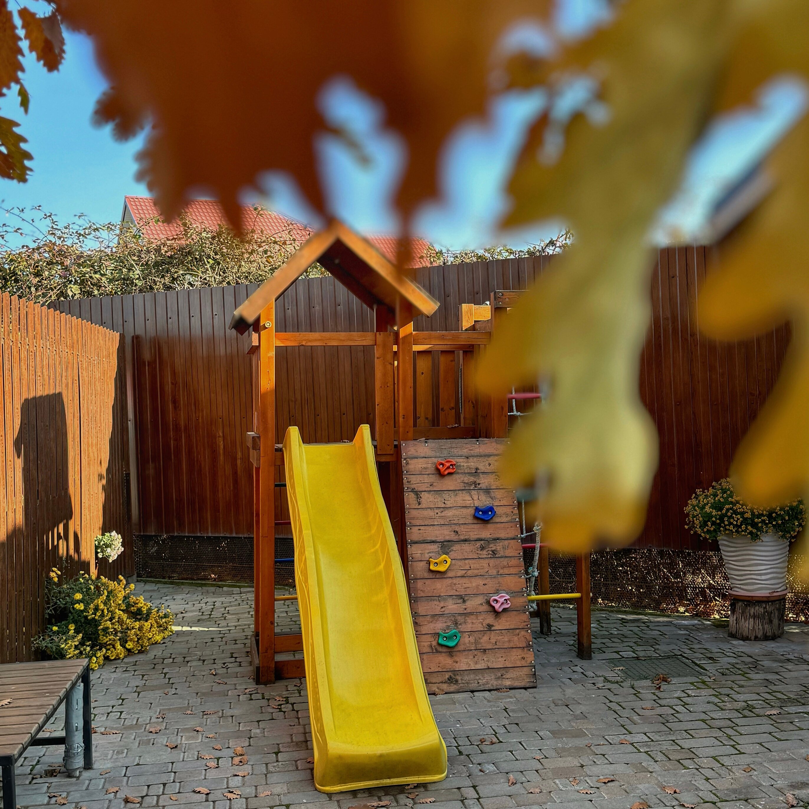 Фото Золотой дуб