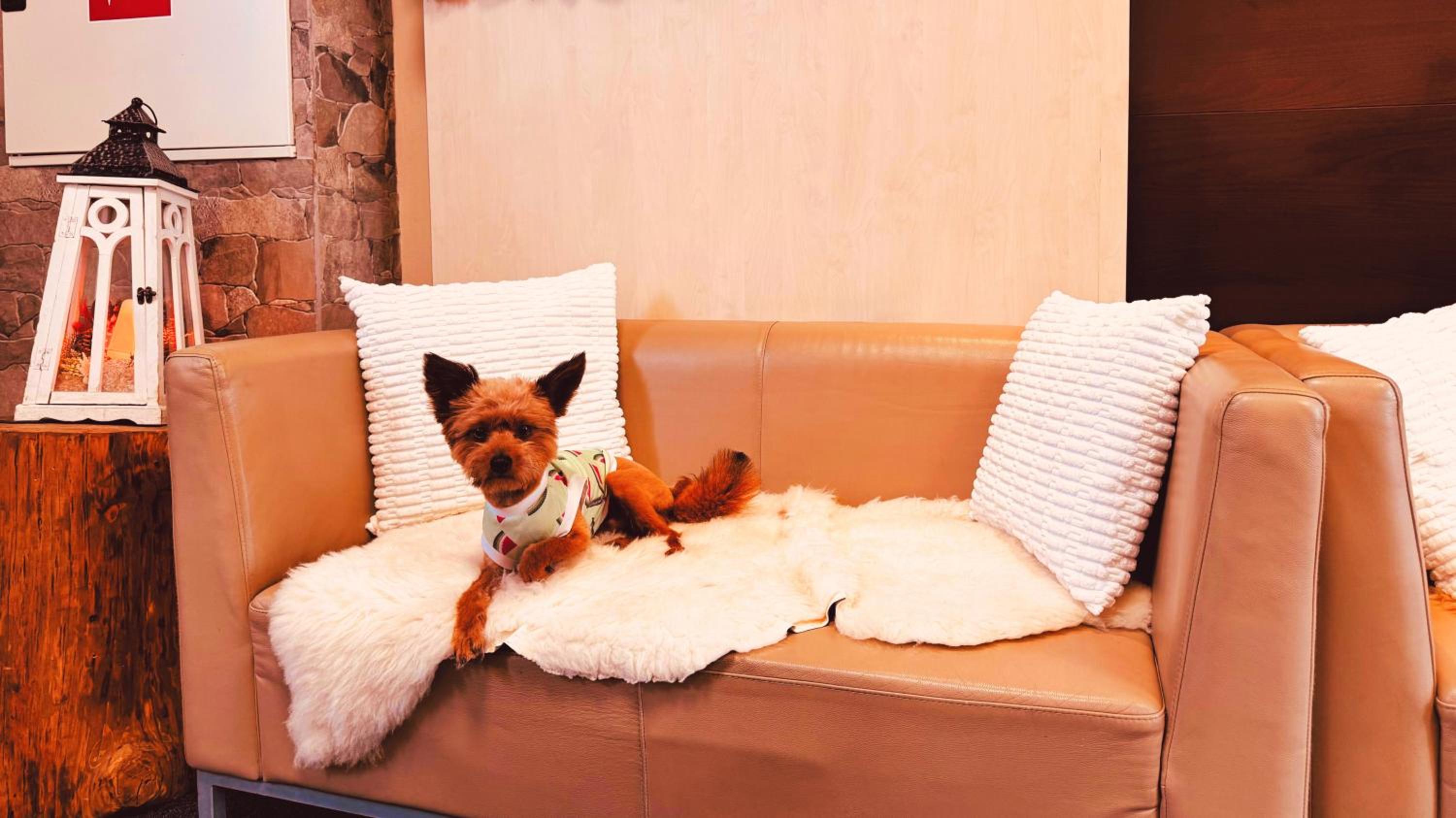 Фото Hotel Crocus