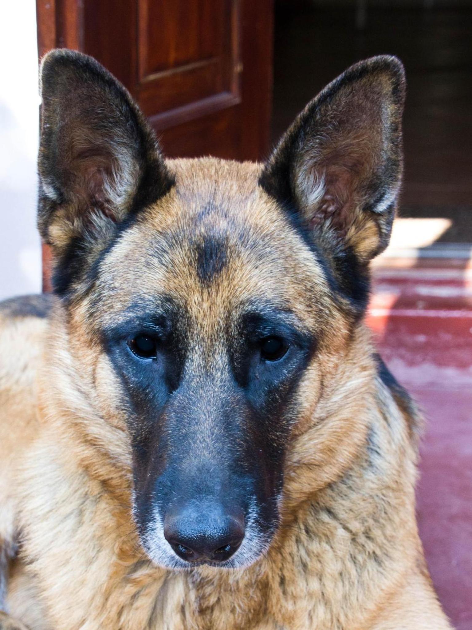 Фото Petal Faire Cottage