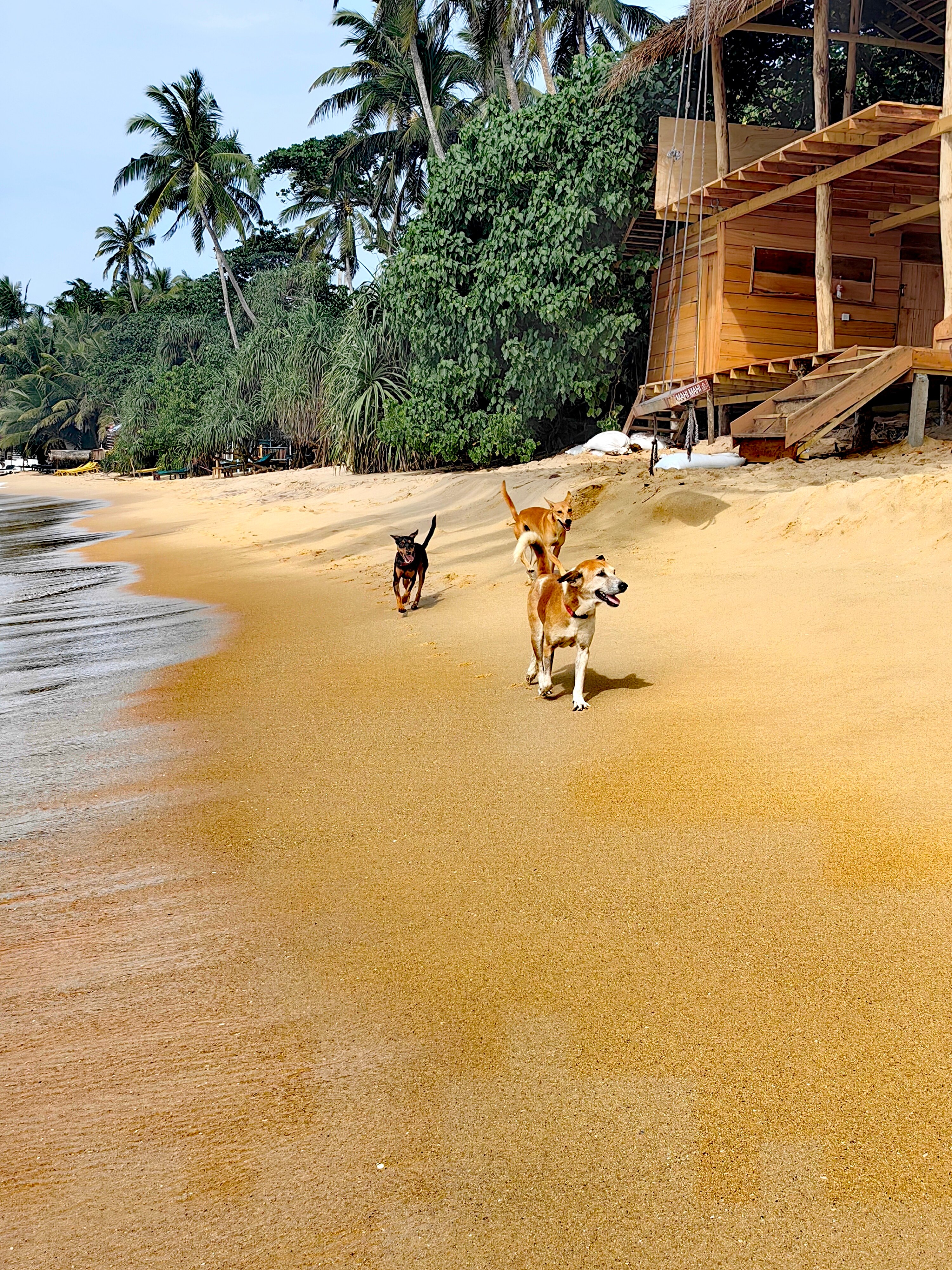 Фото Dickwella Resort and SPA