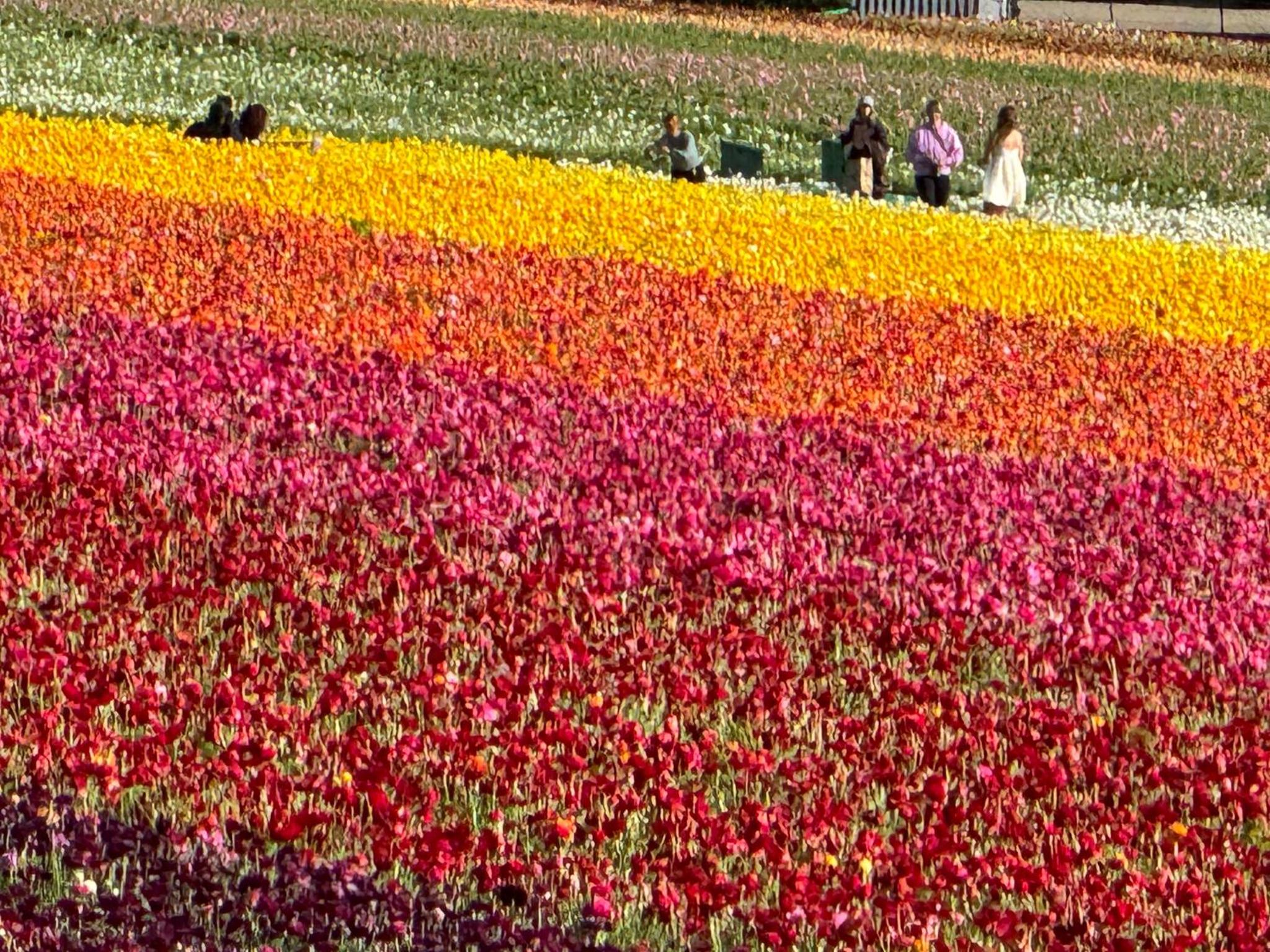 Фото Holiday Inn Express Hotel & Suites Carlsbad Beach, an Ihg Hotel