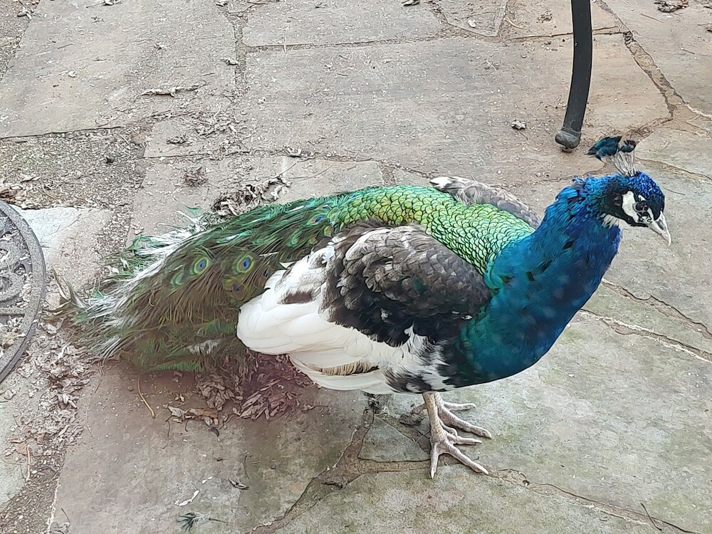 Фото Briar Patch Bed & Breakfast Inn